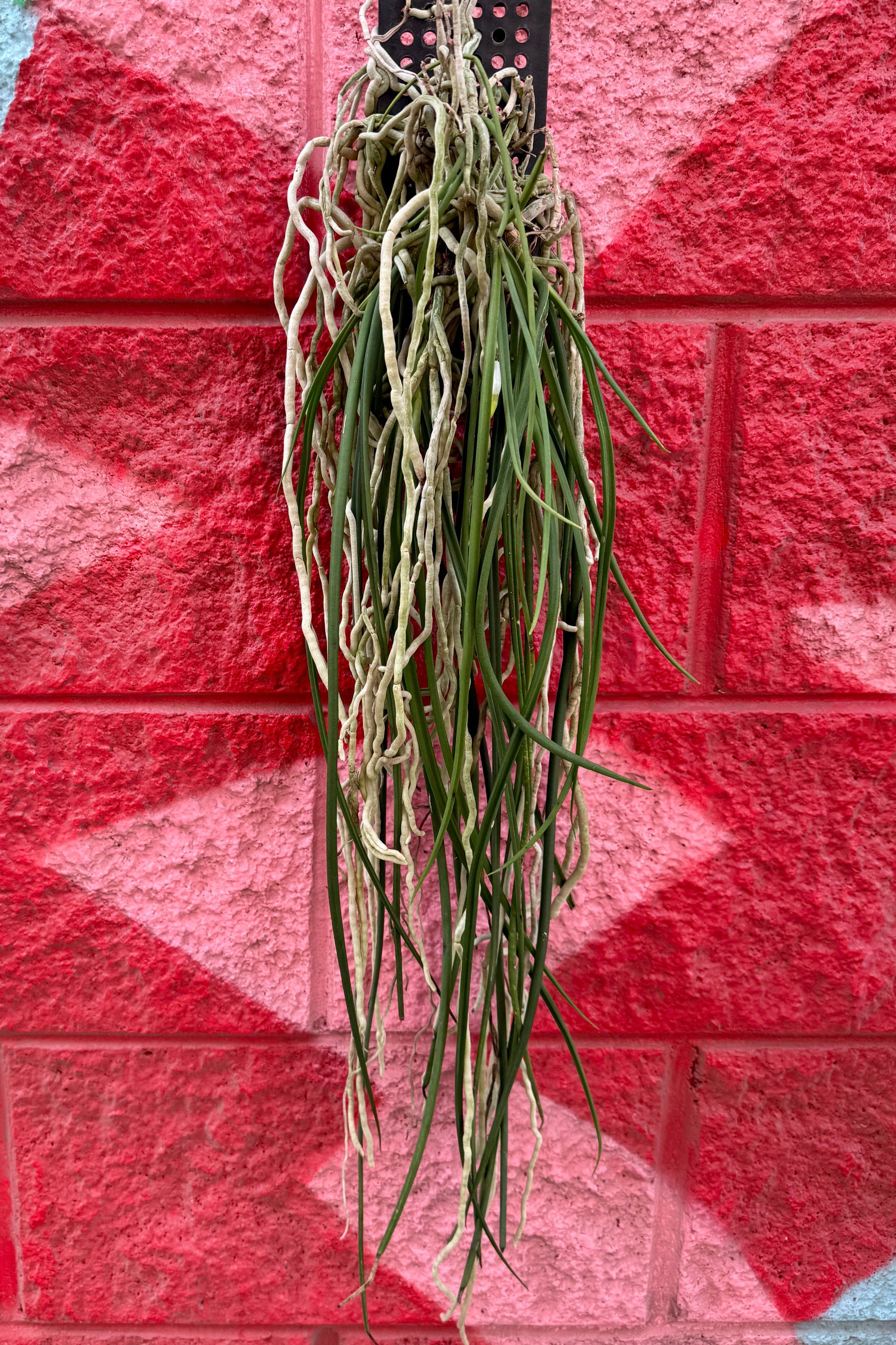 Seidenfadenia mitrata, mounted and hanging against a red painted concrete block wall ©Sprout Home