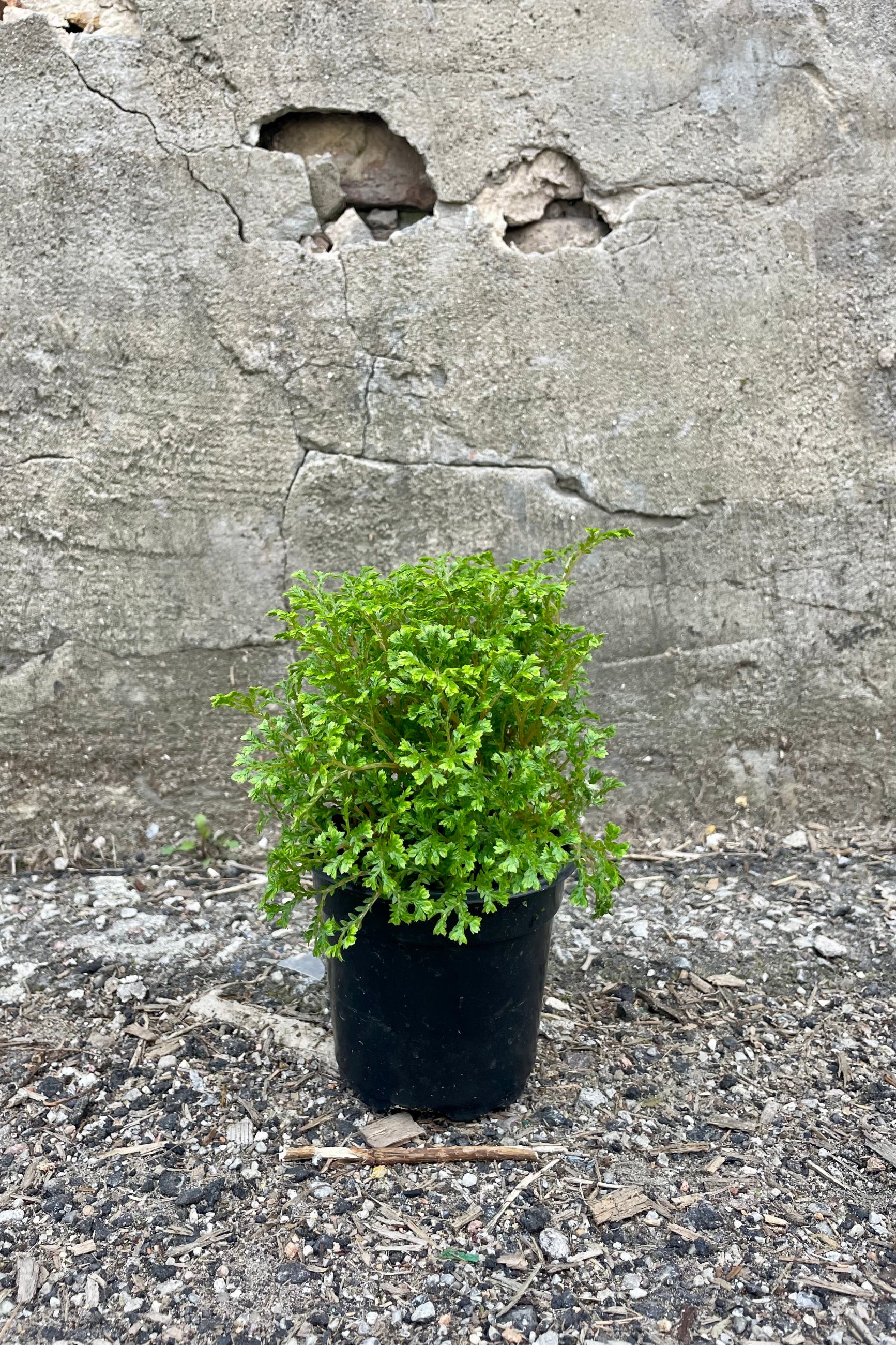 Photo of Avatar Club moss Selaginella in a black pot against a cement wall. The plant is finely textured and bright green. ©Sprout Home