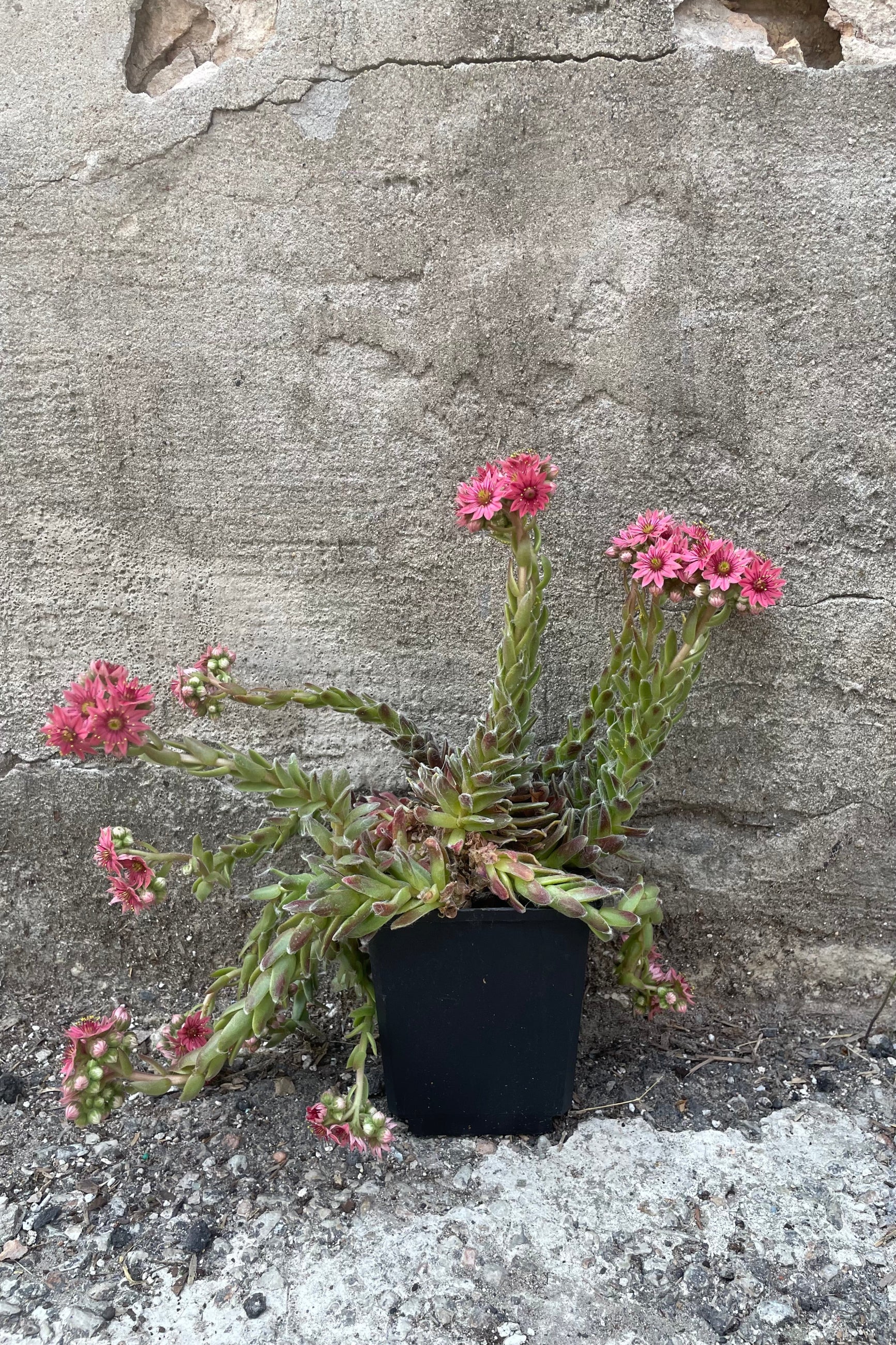 Sempervivum 'Cobweb' the middle of June blooming with pink flowers above the rosettes.©Sprout Home