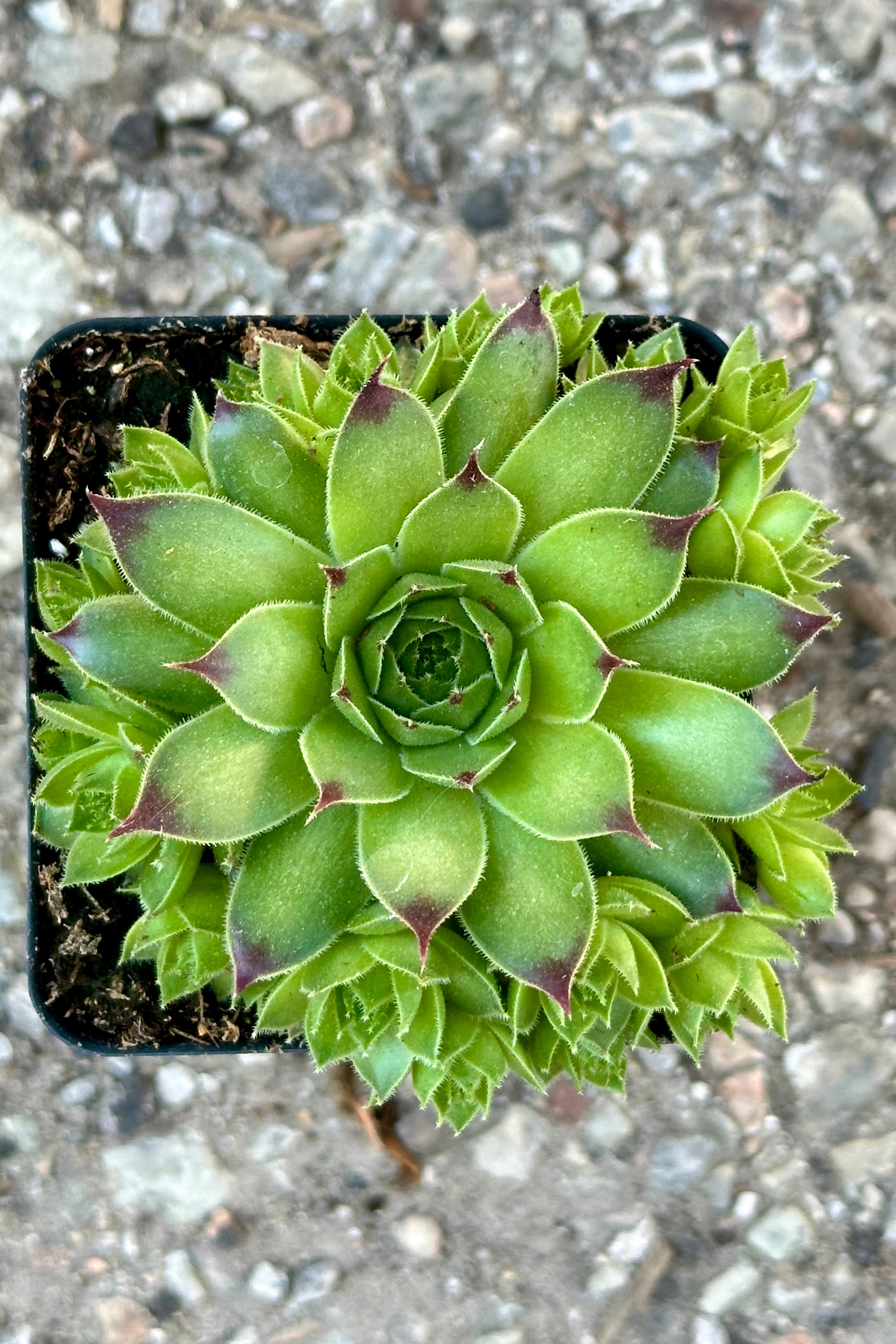Close up of the green with burgundy tips of the Sempervivum 'Mrs. Giuseppi' shown from above.