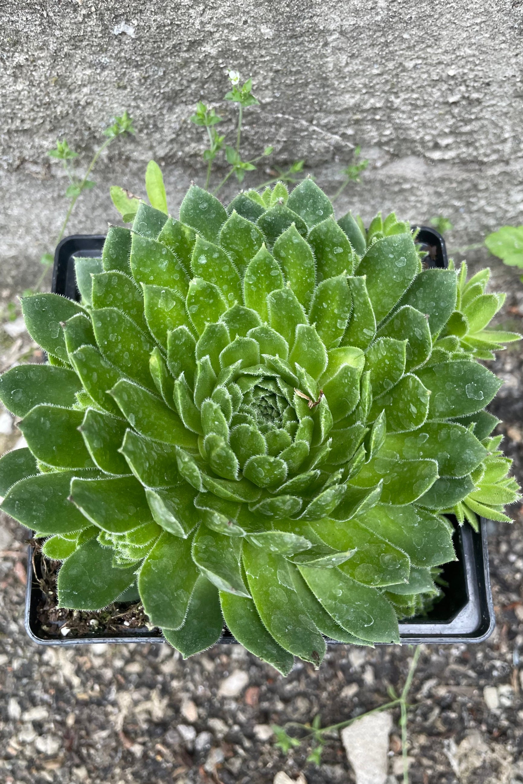 Sempervivum braunii from above with its thick green leaved rosettes in May ©Sprout Home