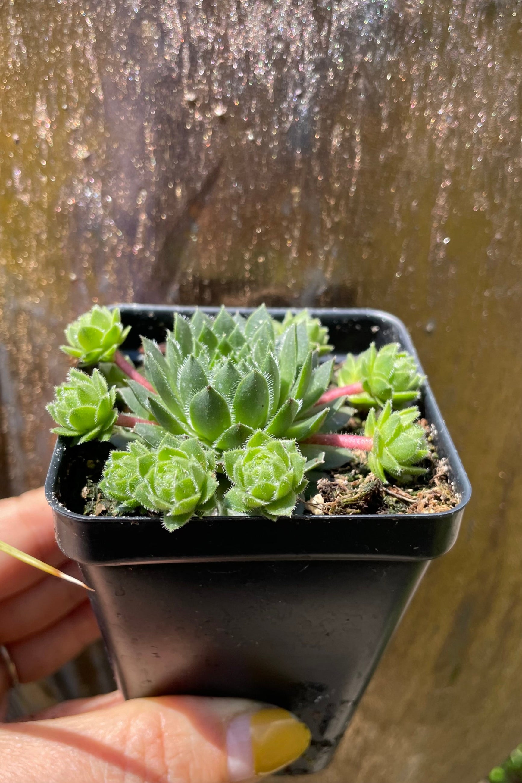 2.5" container of Sempervivum braunii the beginning of May.©Sprout Home