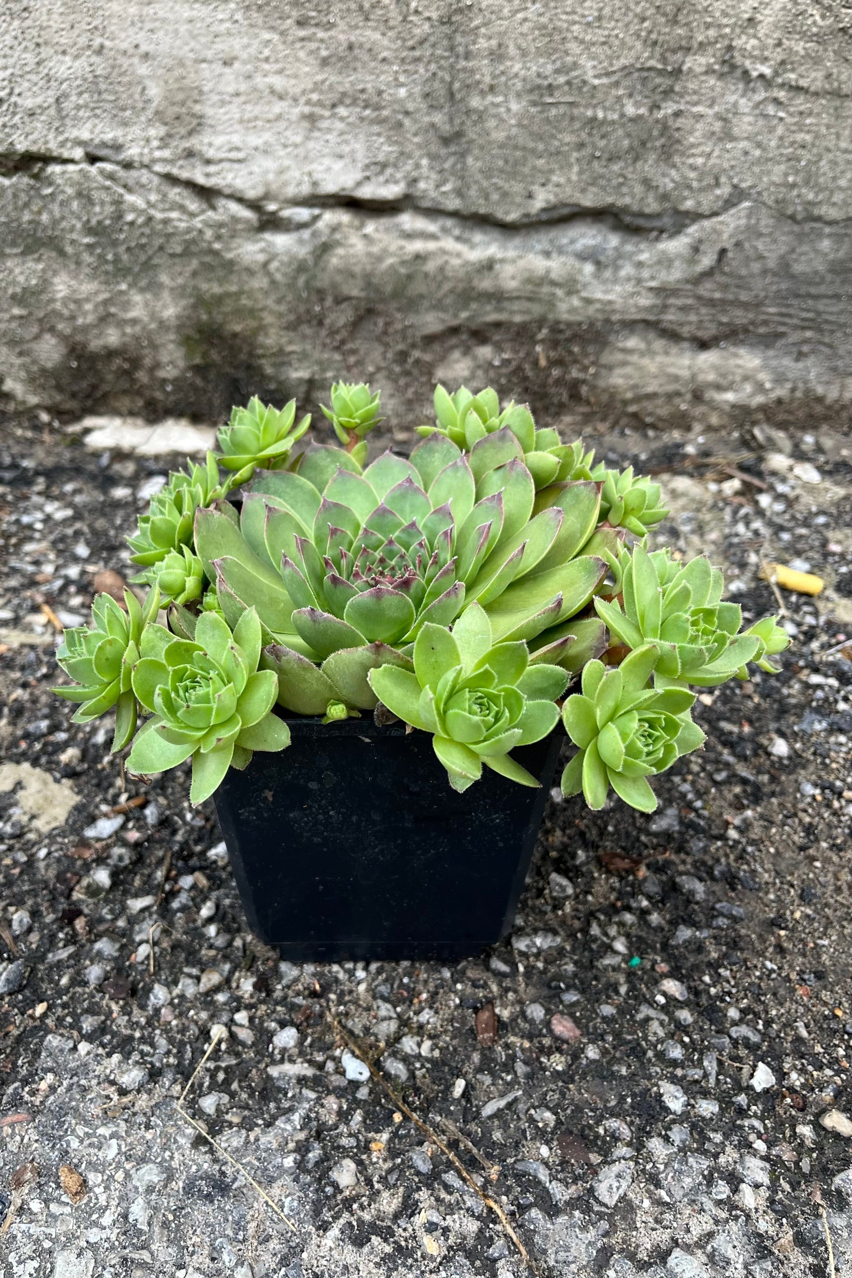 Sempervivum tectorum in a 1qt size pot in July with its hens and chicks. ©Sprout Home