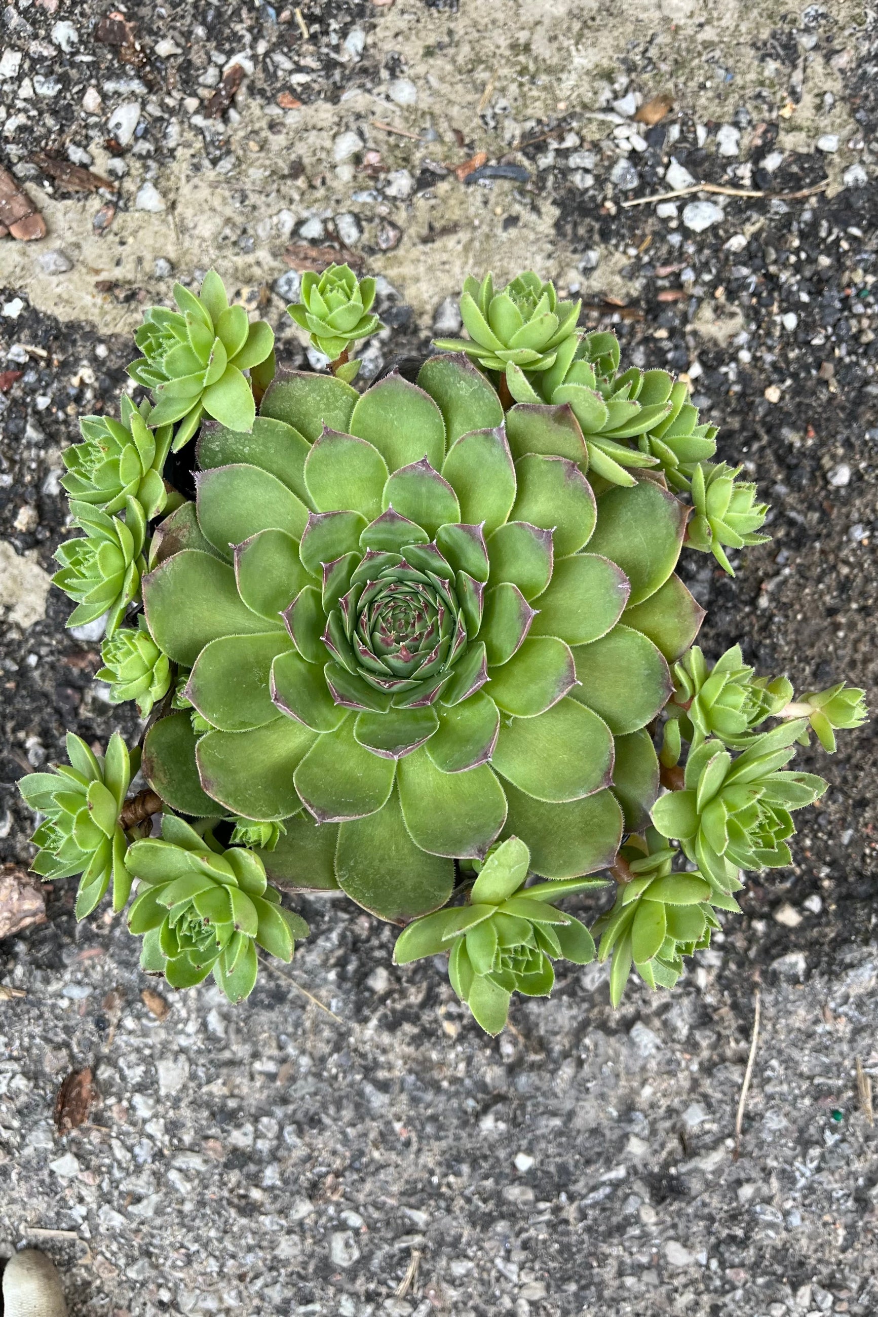 A Sempervivum tectorum in July pictured from above showing the hen and several chicks.©Sprout Home