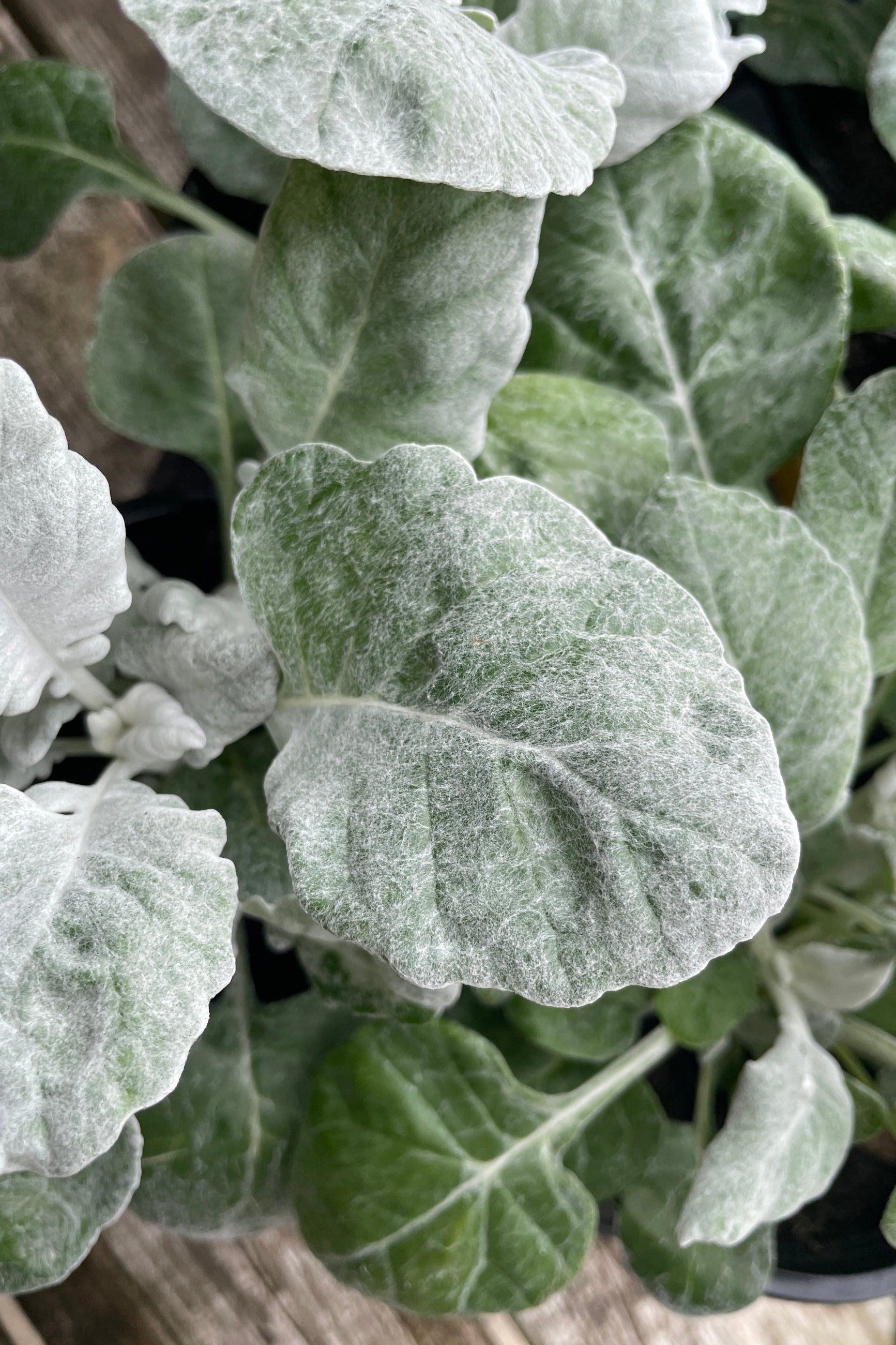 'Cirrus' Dusty Miller leaves up close showing the white soft skin the beginning of April . ©Sprout Home