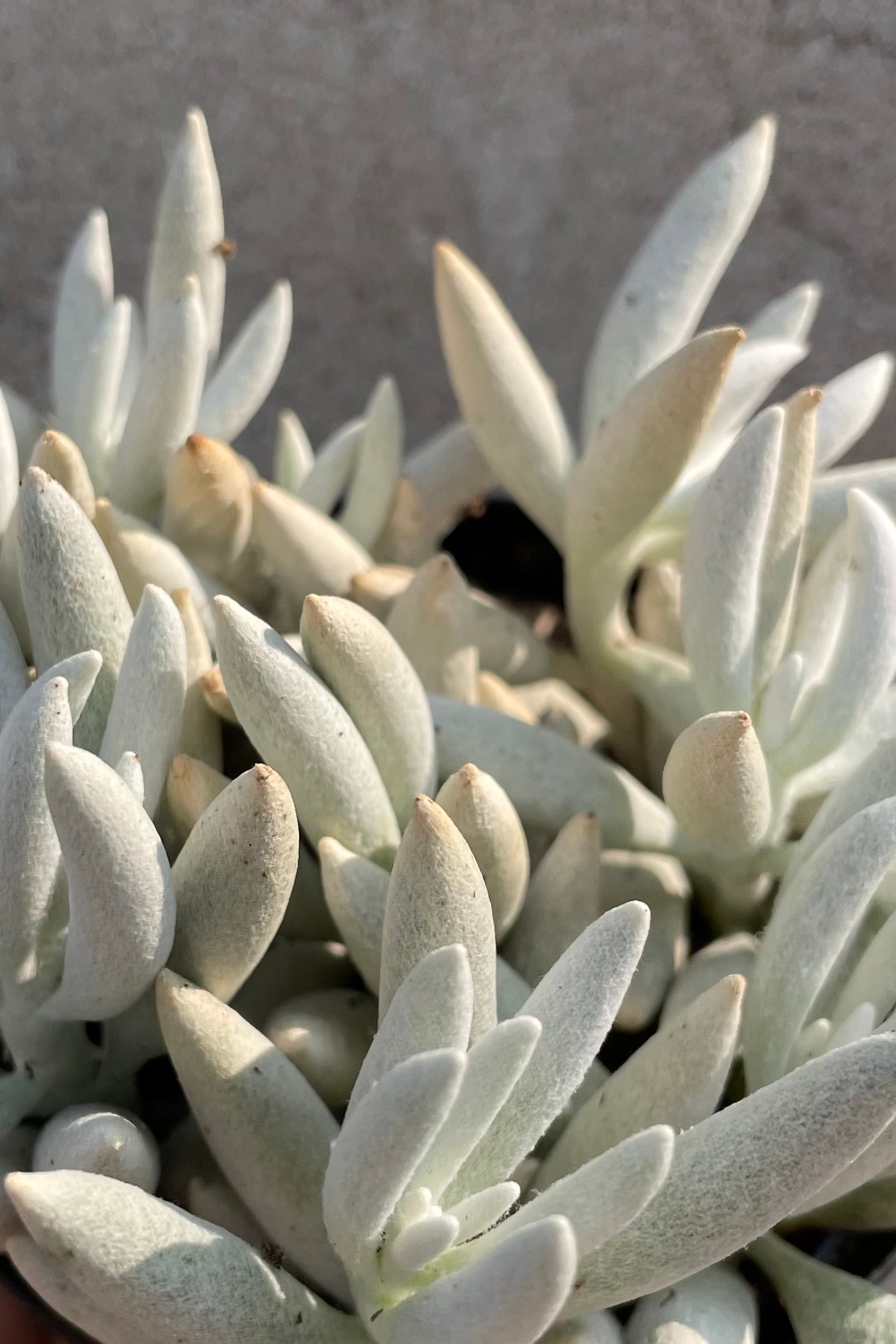 Detail picture of the white cast thick leaves of the Senecio haworthii ©Sprout Home