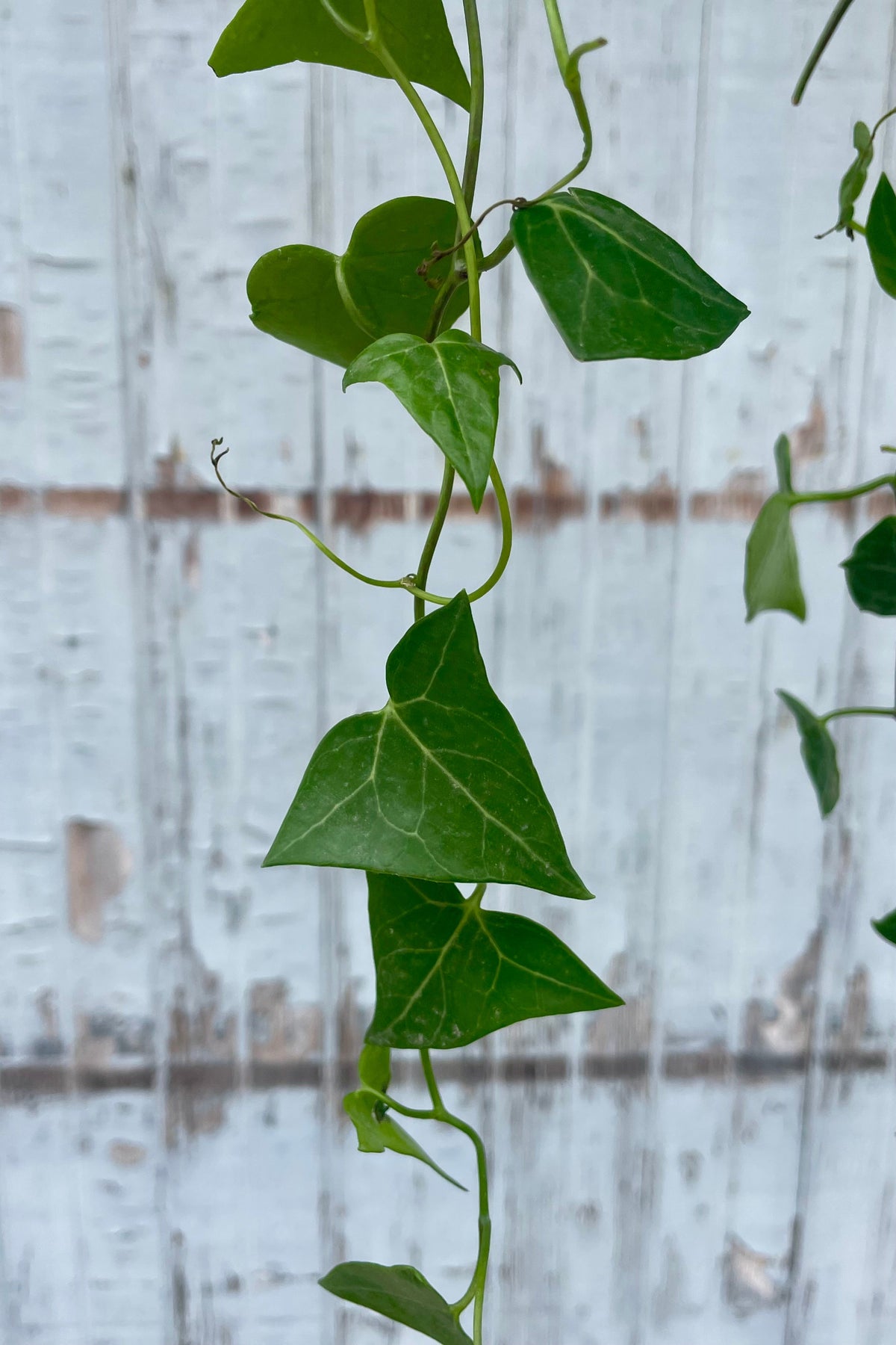Close photo of a triangular green leaf on the tendril of a vine in front of a wooden wall ©Sprout Home