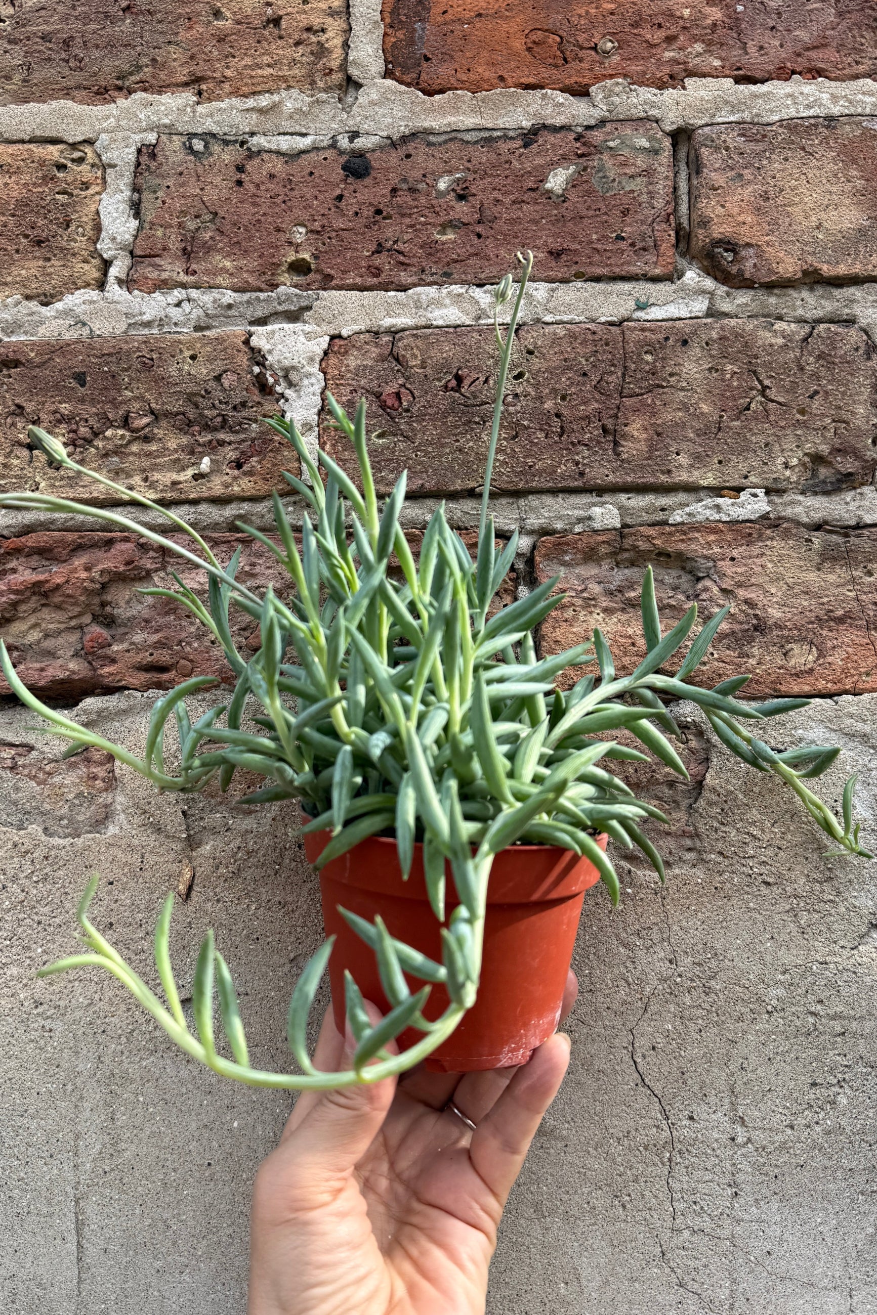 Senecio radicans "Fish Hooks" detail and with buds in a 4" growers pot being held in hand ©Sprout Home