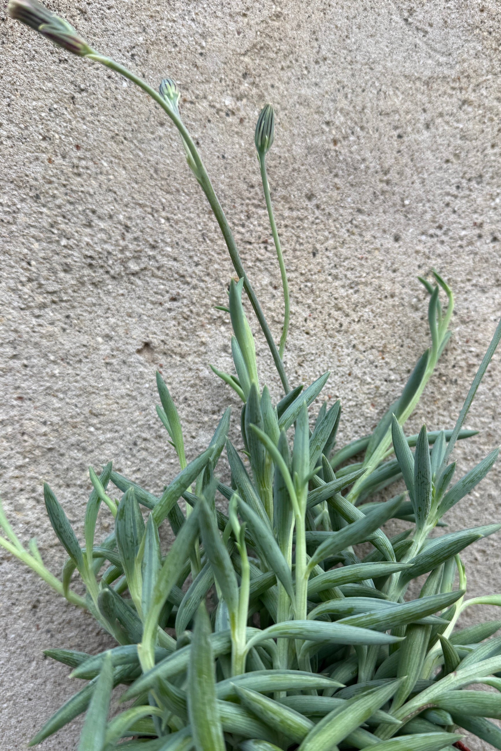 Senecio radicans "Fish Hooks" detail and with buds ©Sprout Home