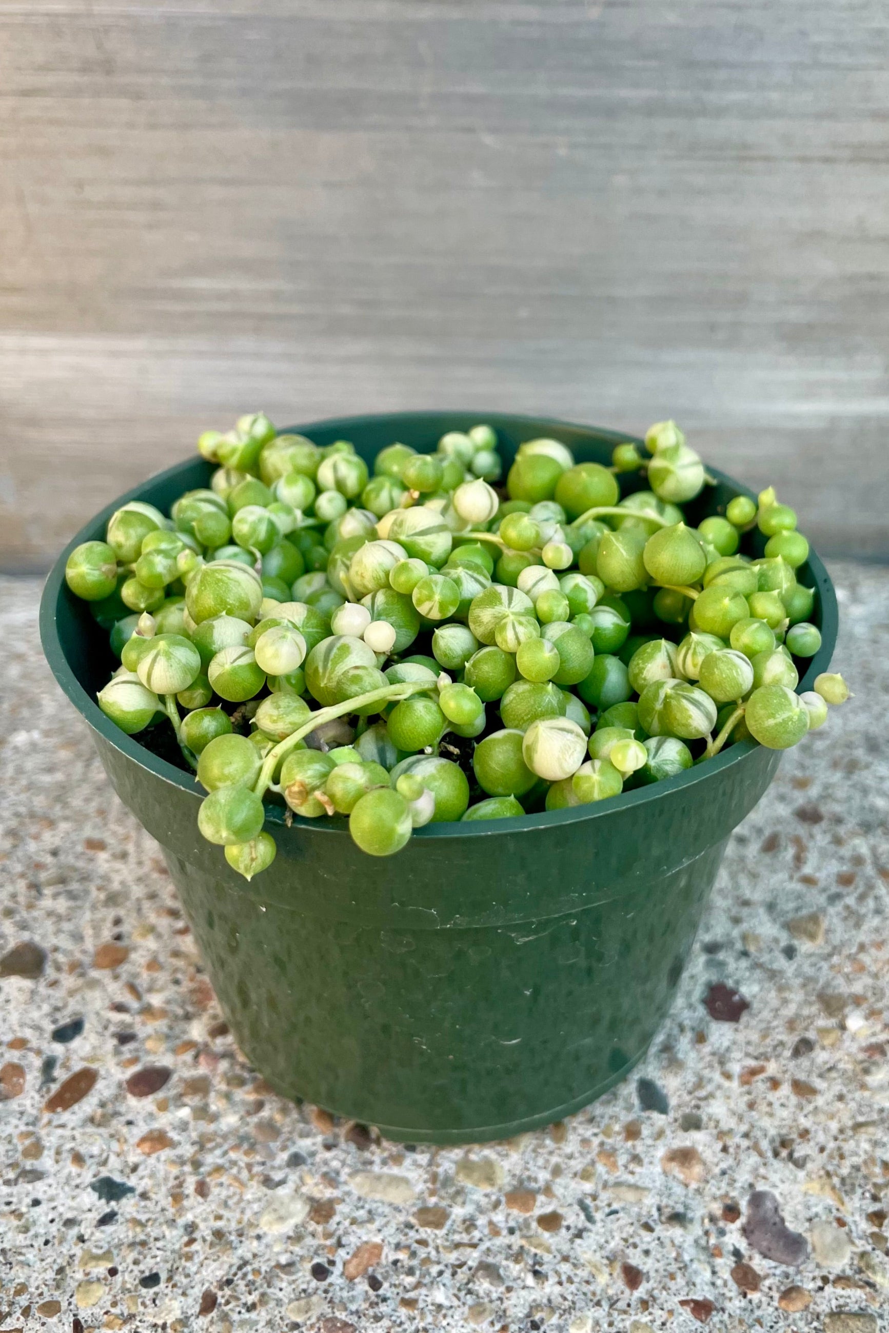 Photo of a green and white potted succulent. Senecio "String of pearls" variegated ©Sprout Home
