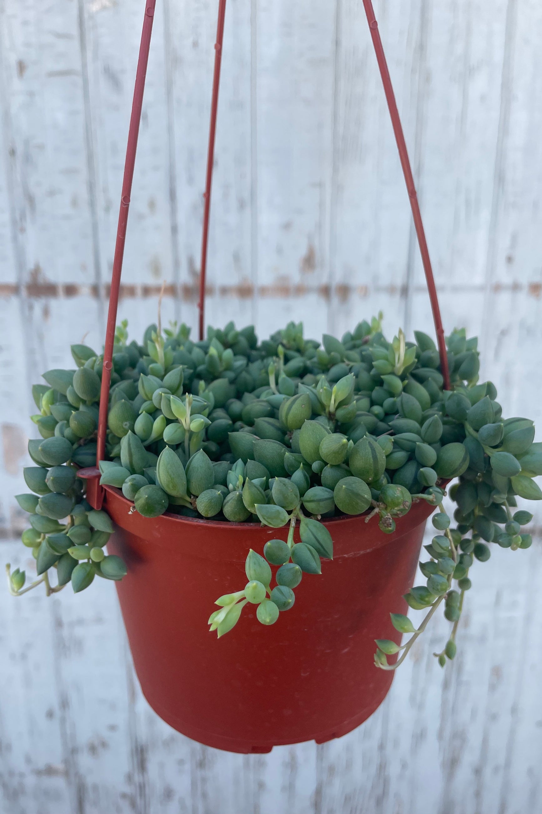full view of Senecio radicans "String of Beans" 6" against concrete backdrop ©Sprout Home
