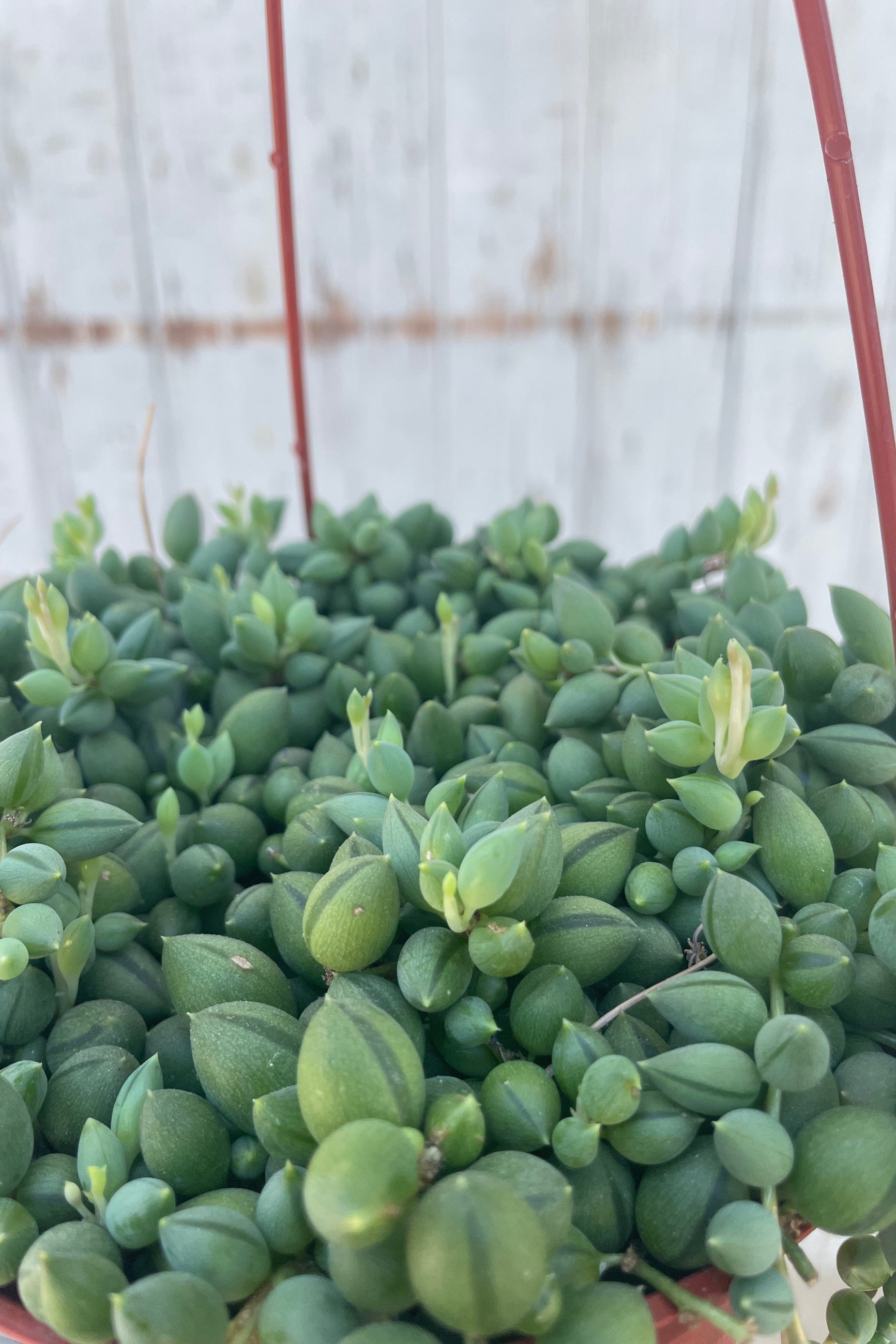 A detailed view of Senecio radicans "String of Beans" 6" against concrete backdrop ©Sprout Home