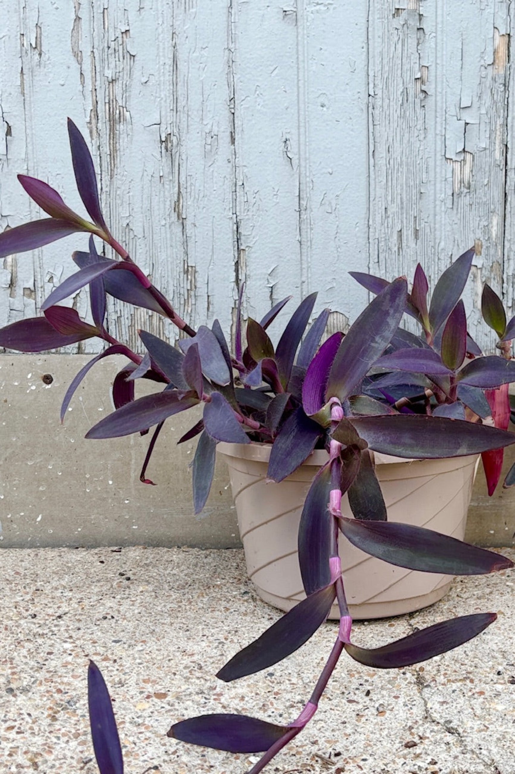 Setcresea pallida "Purple Heart" with dark purple lance-shaped leaves on vigorously spreading stems against a grey wall ©Sprout Home
