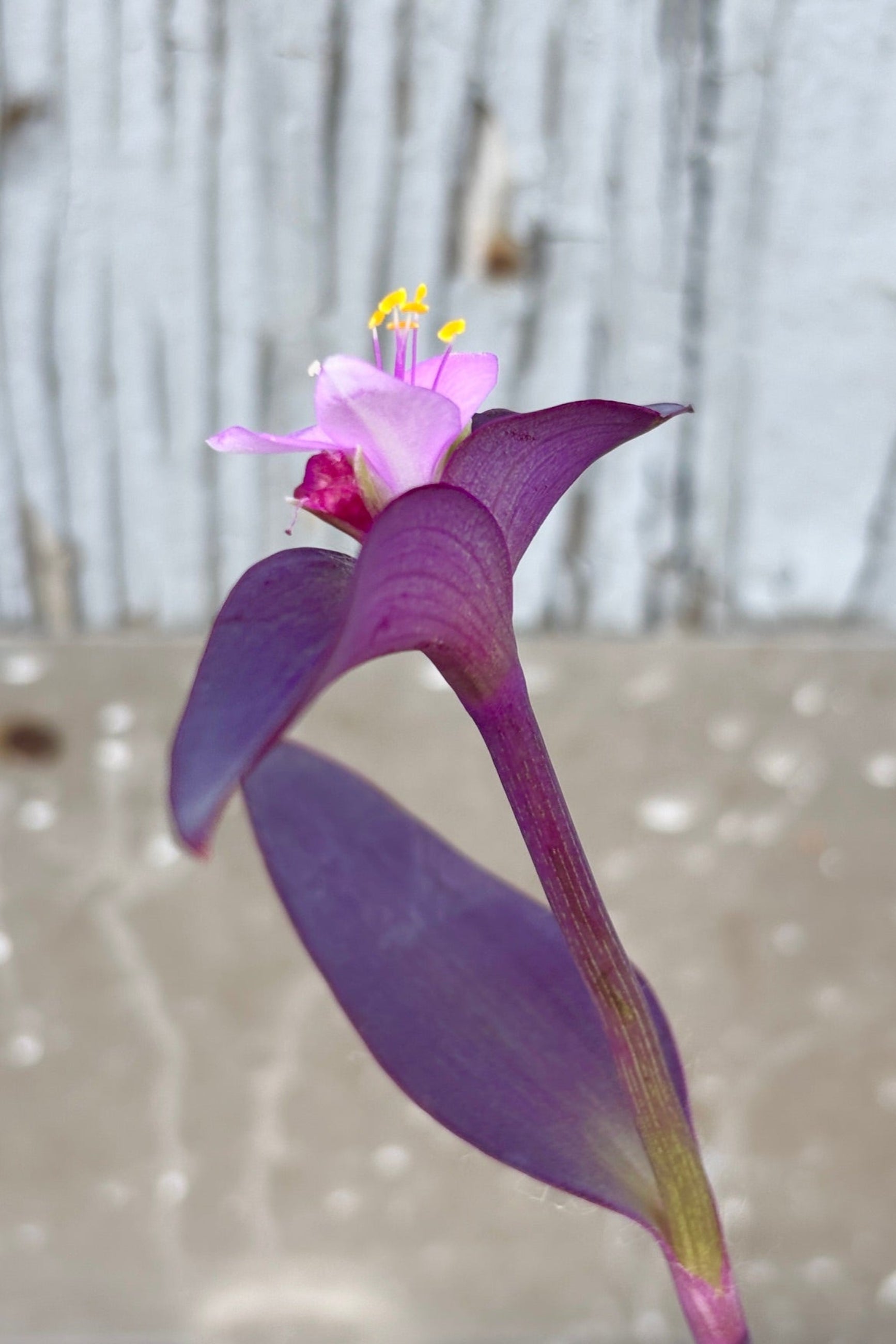 Close up of Setcresea pallida "Purple Heart" flower with dark purple lance-shaped leaves on vigorously spreading stems against a grey wall ©Sprout Home