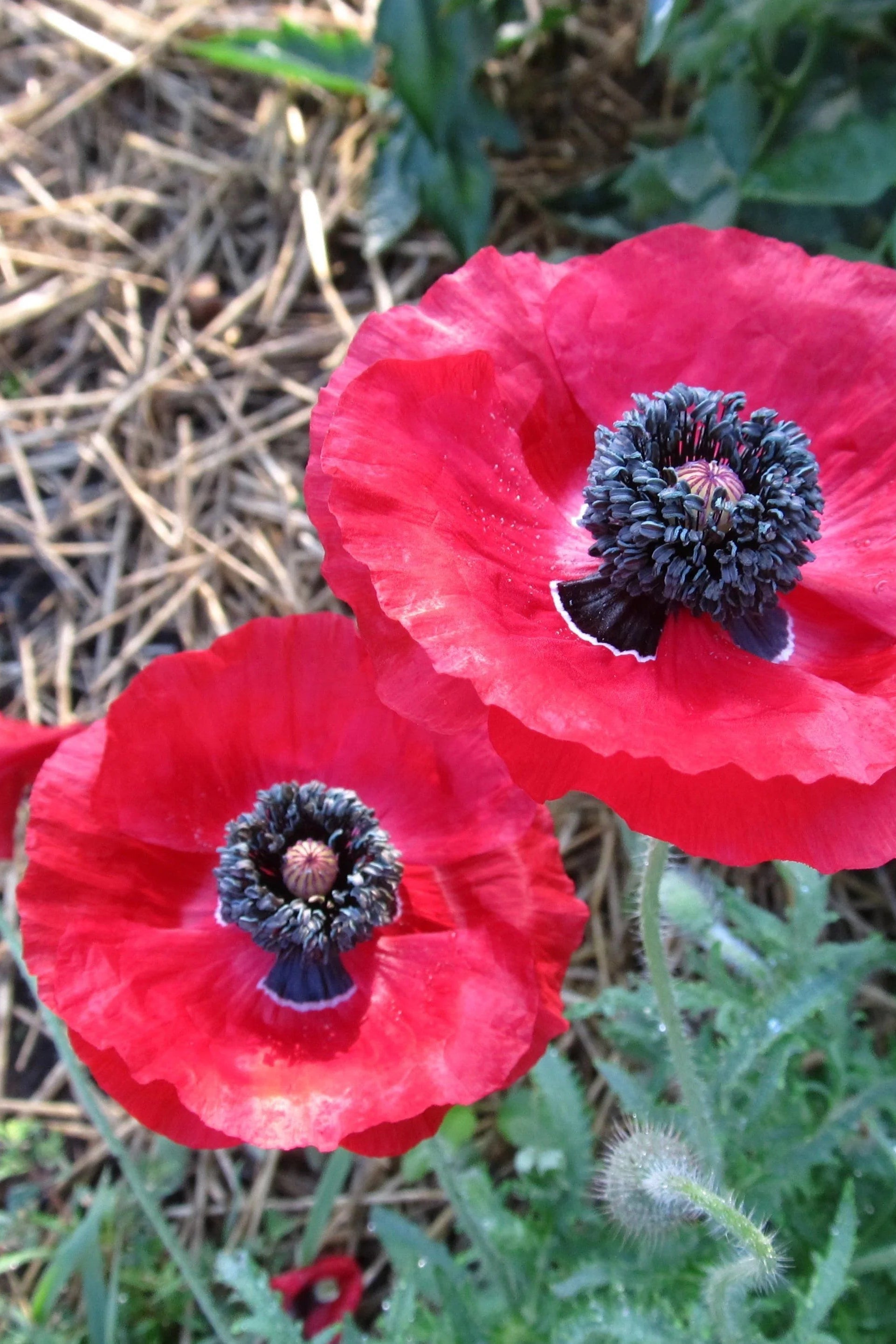 red poppy in a cottage garden ©Hudson Valley Seed Co.