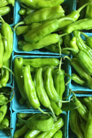 shishito peppers in farmer trays by Hudson Valley Seed Co.
