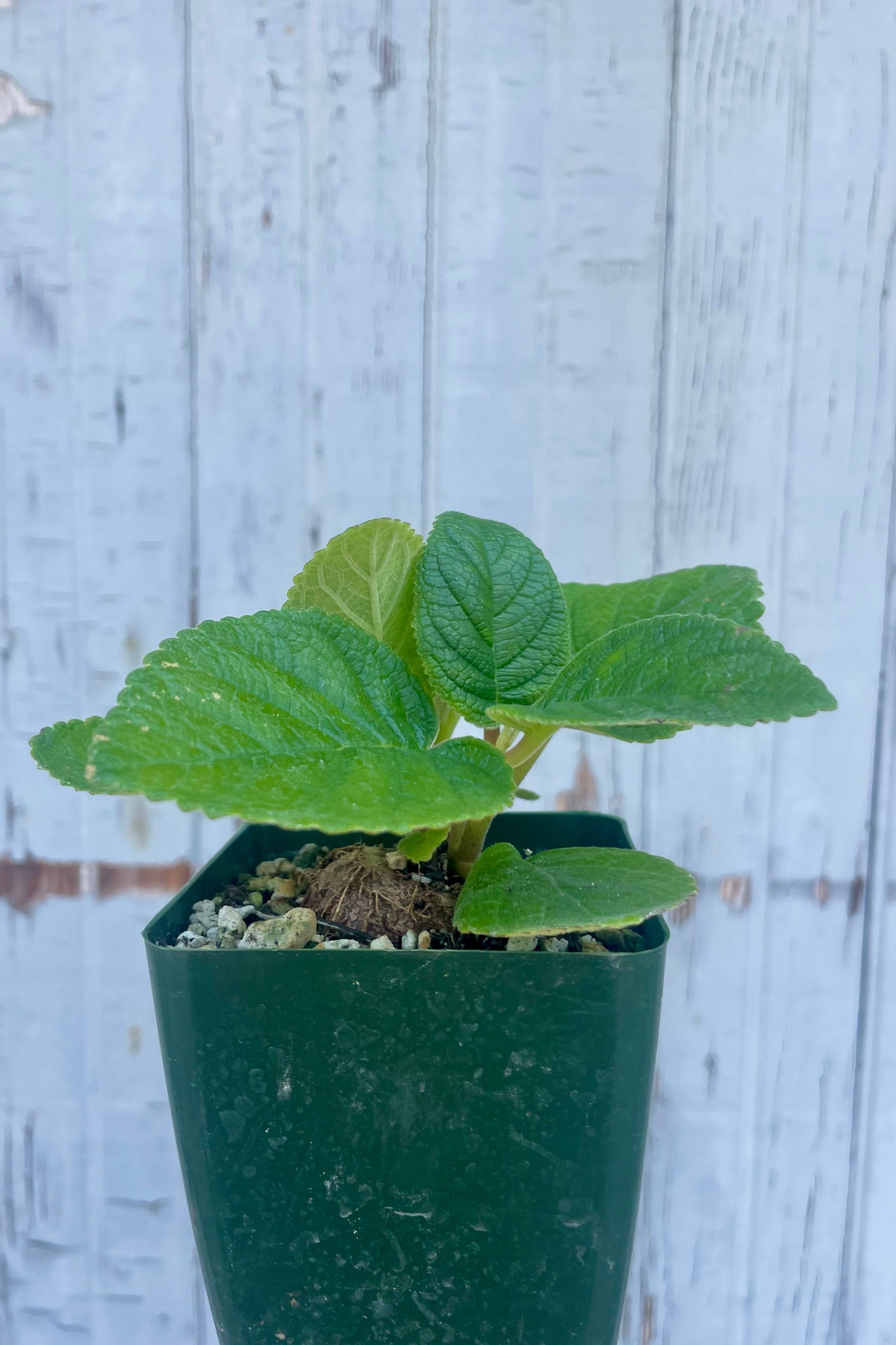 Potted plant with fuzzy green leaves on a wooden background ©Sprout Home