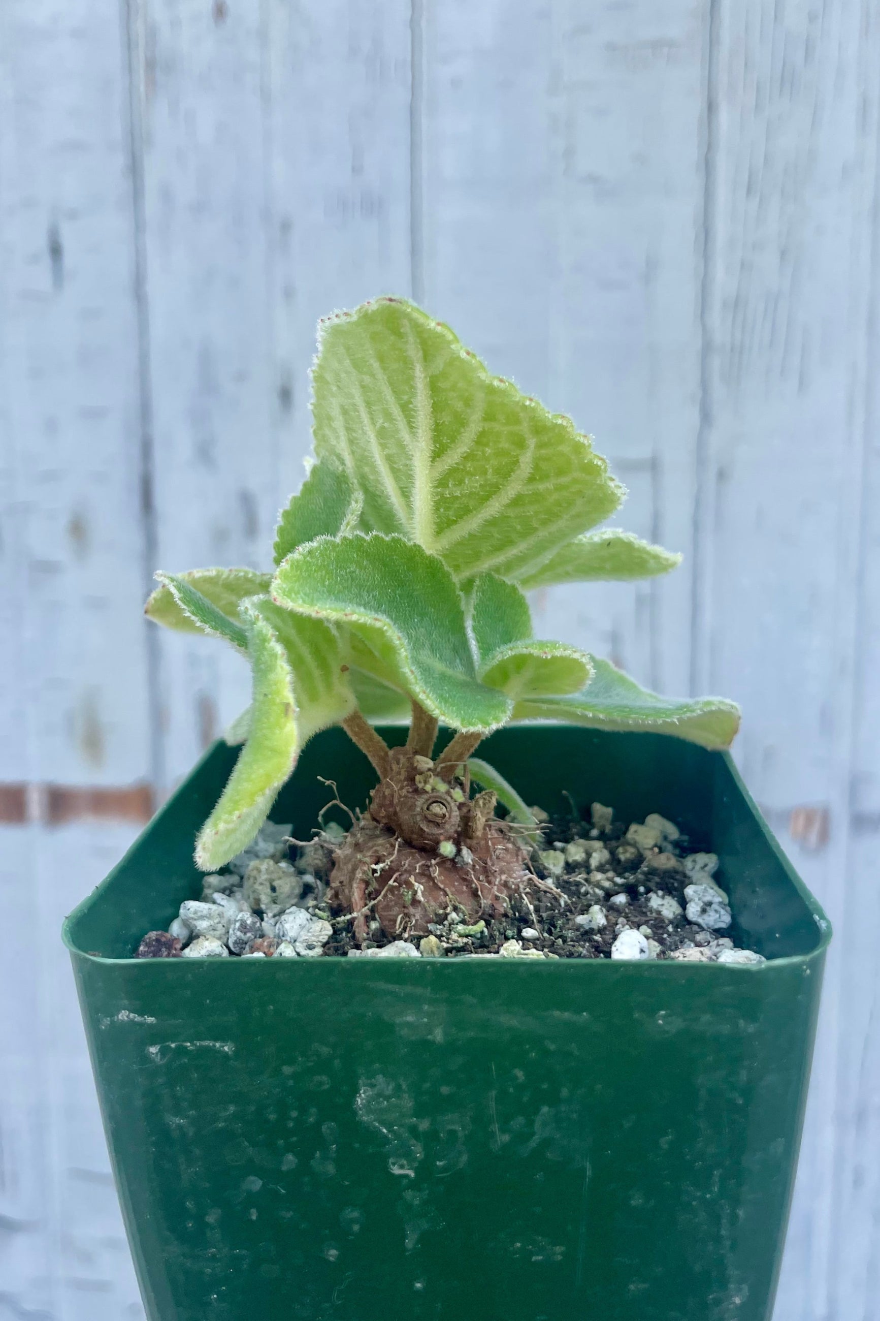 Small potted plant with green leaves in a green pot against a light wooden panel background. Sinningia with caudex ©Sprout Home