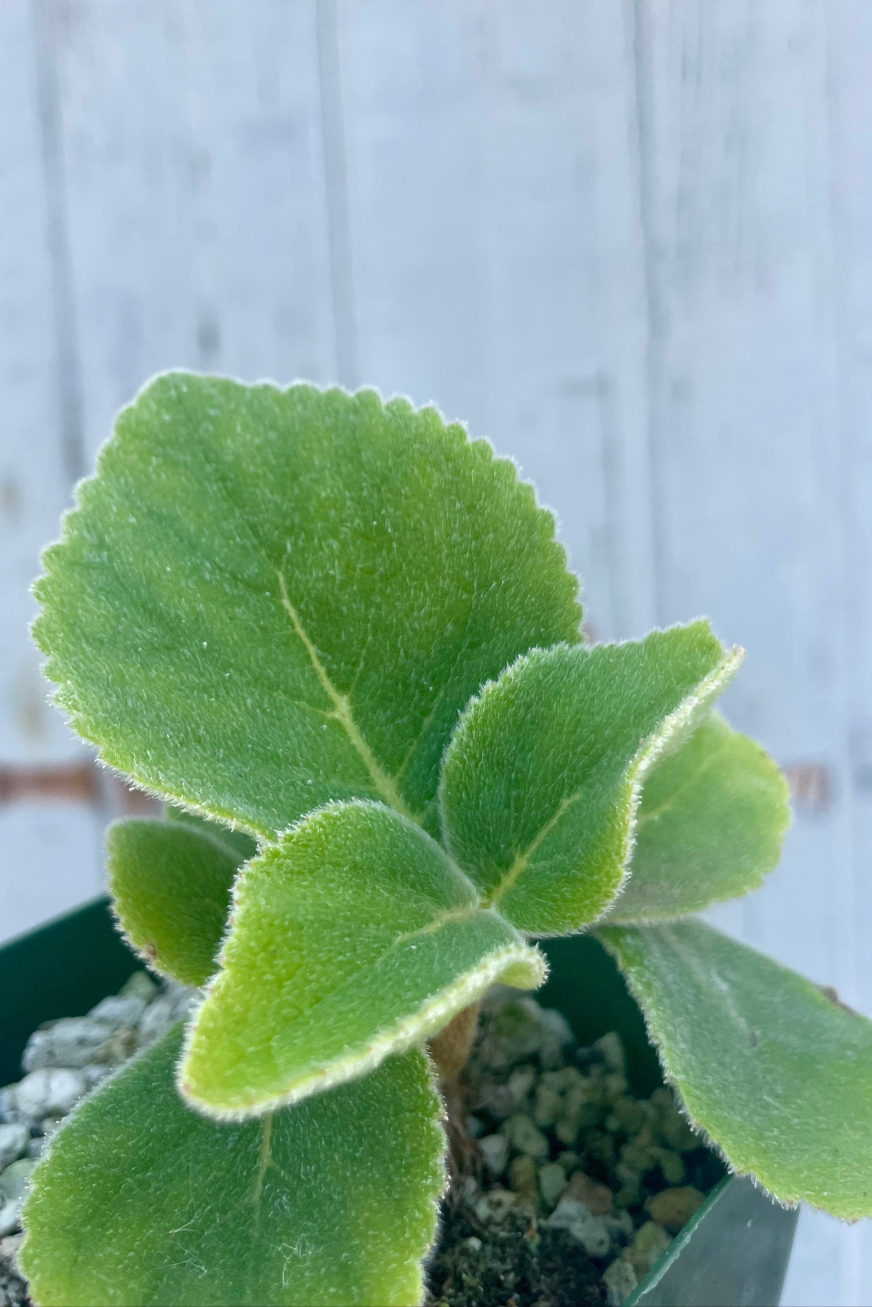 Green leafy plant in a pot with a light wooden background. Sinningia plant. ©Sprout Home