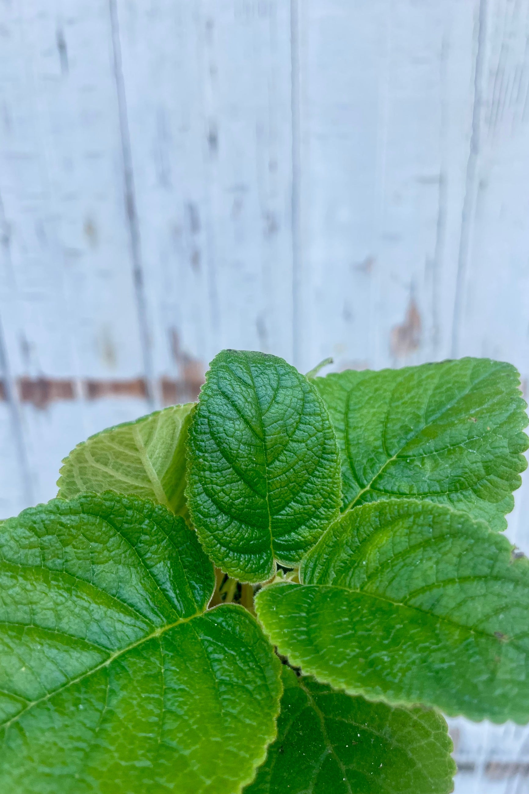 Close-up of green leaves against a light wooden background. Sinningia leaves. ©Sprout Home