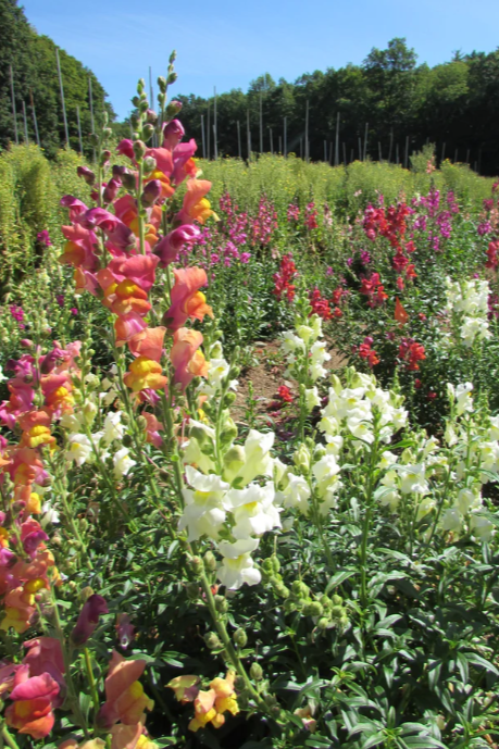 Missed snapdragons growing in a garden and in bloom by Hudson Valley Seed Co.