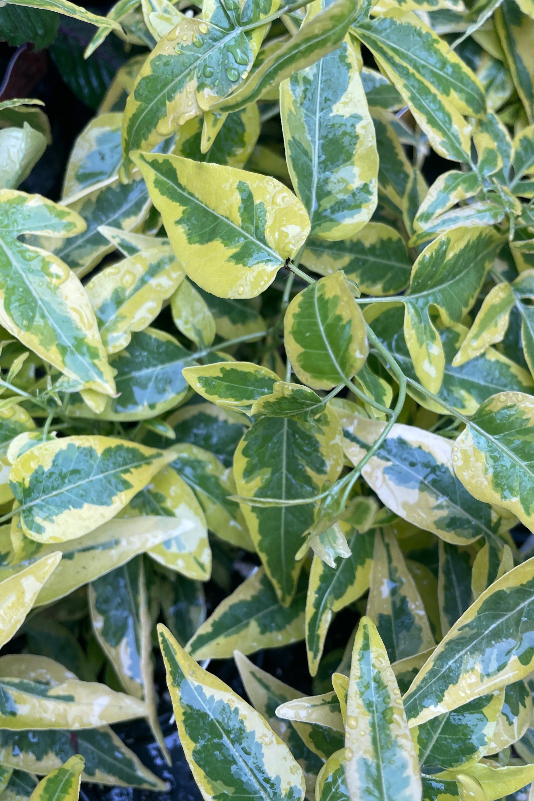 a close of the variegated leaves of Brazilian Jasmine plant mid May at Sprout Home with water droplets. ©Sprout Home