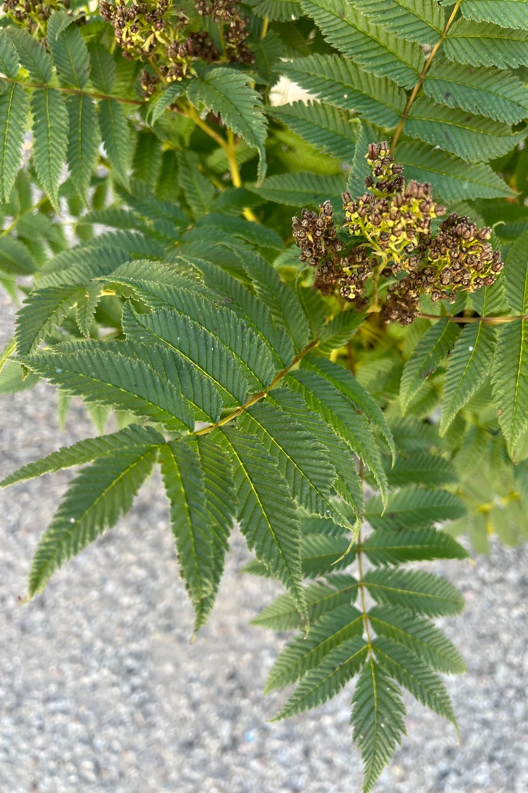 Sorbaria 'Sem' close up of the green leaves after bloom ©Sprout Home