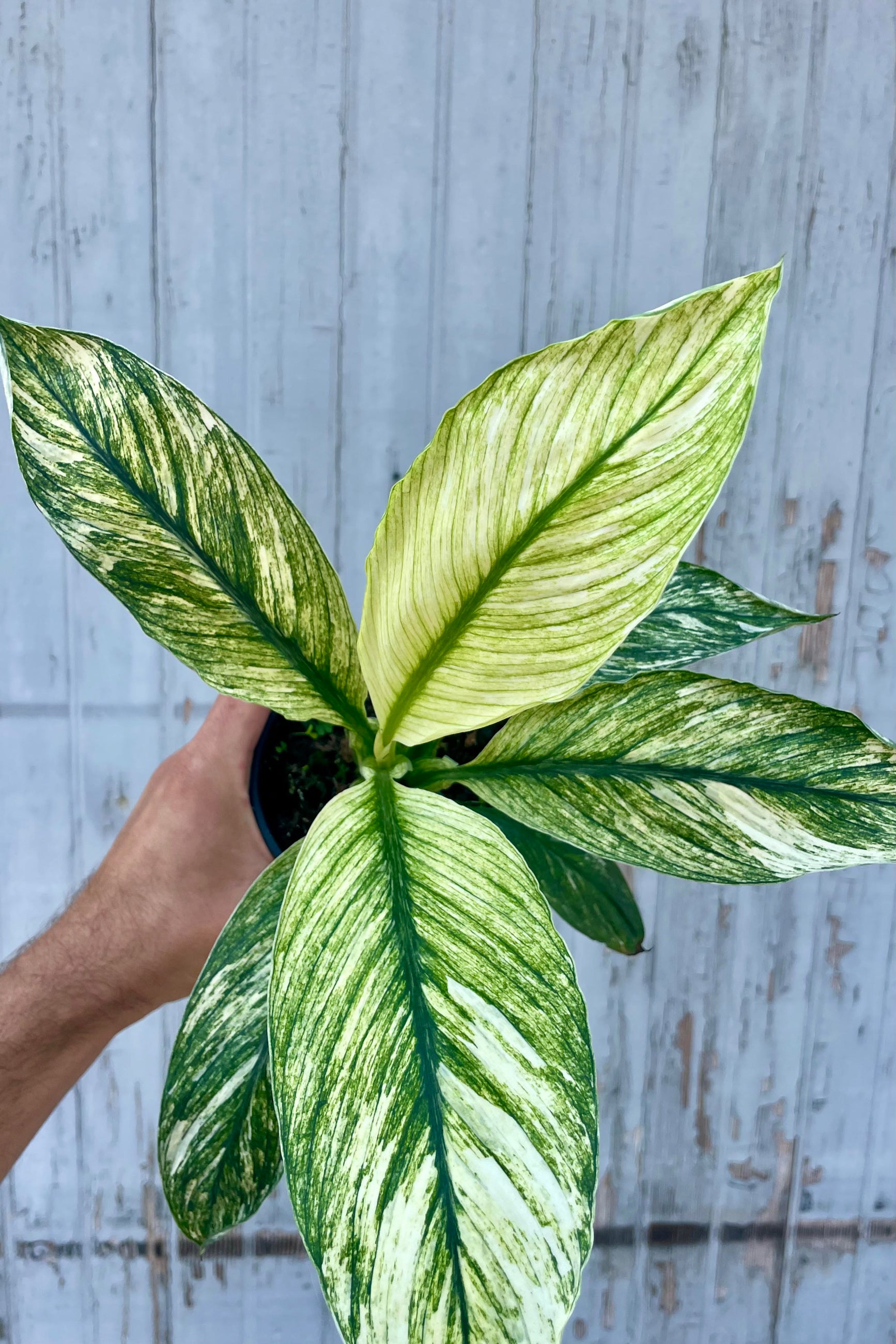 Photo of a hand holding a Spathiphyllum Peace Lily Plant in front of a gray wall. The Spathiphyllum is the variegated 'Sensation' with broad green leaves heavily marked with white. ©Sprout Home