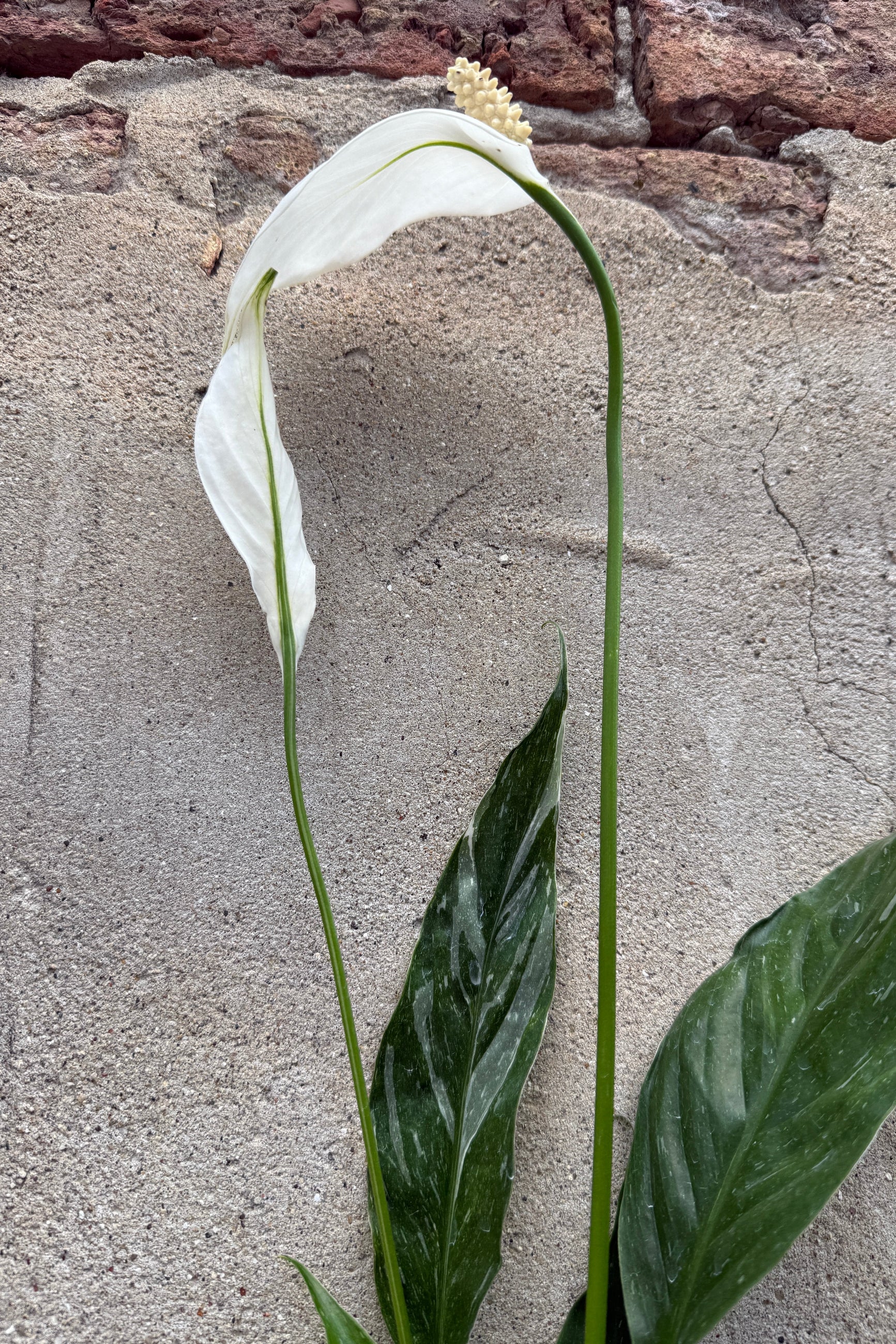A single white peace lily flower of the Spathiphyllum 'Domino' with a curved spatula and long green stem, photographed against a textured gray wall with a brick section at the top. ©Sprout Home