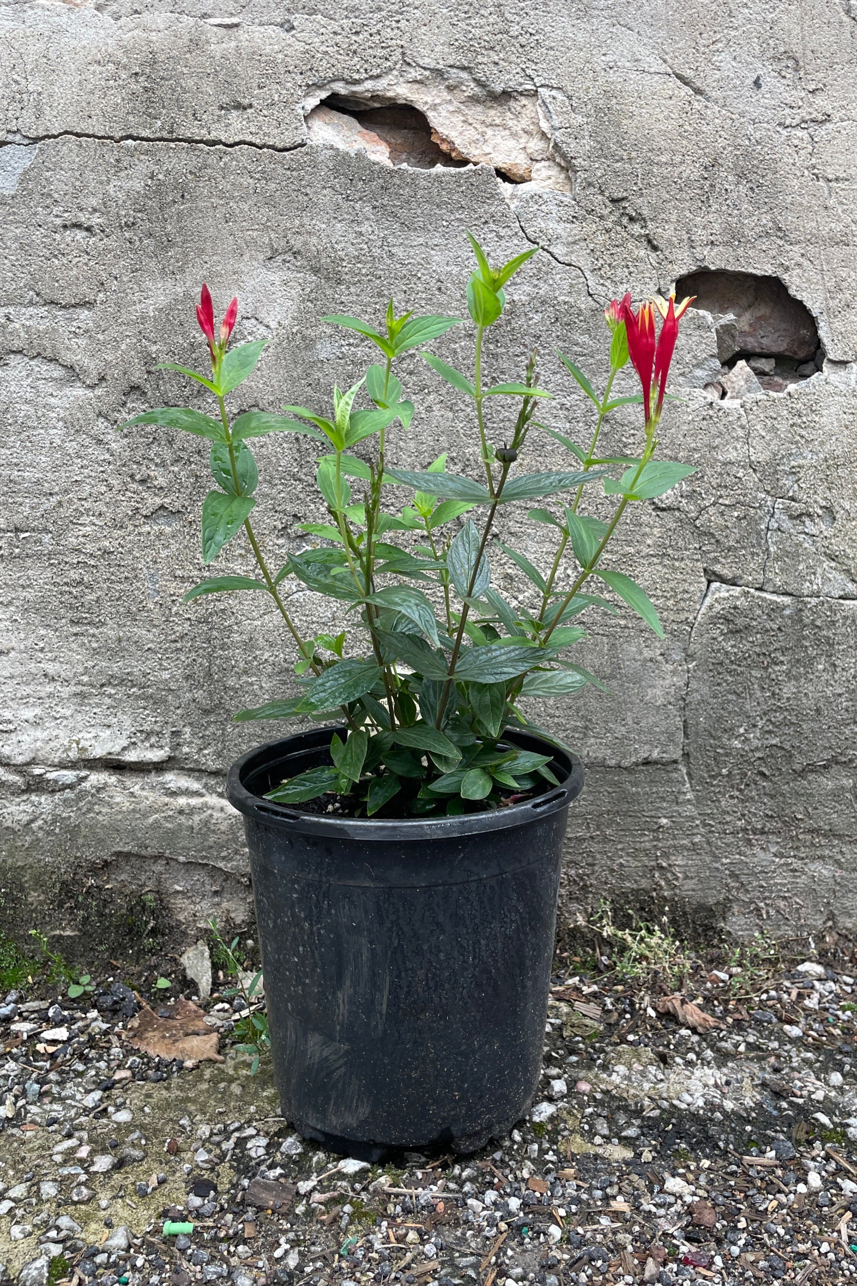 Spigelia 'Little Redhead' in a #1 growers pot with red flowers showing mid July. ©Sprout Home