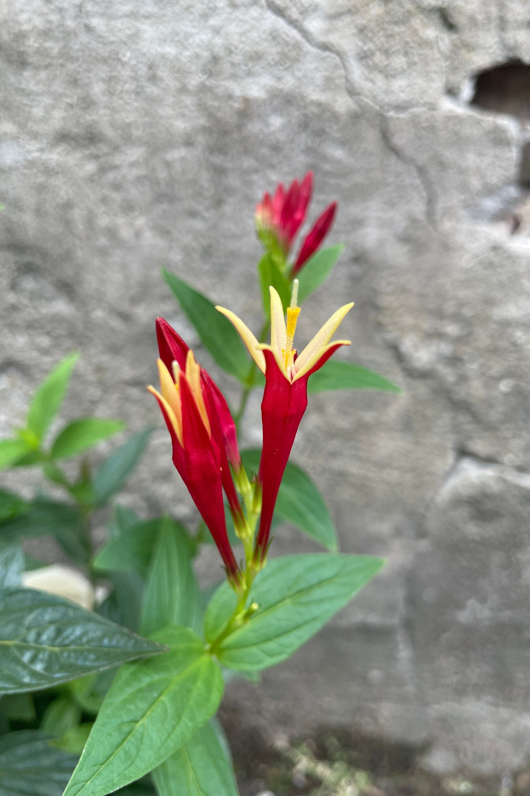 The red and yellow bloom of the Spigelia 'Little Redhead' mid July at Sprout Home. ©Sprout Home