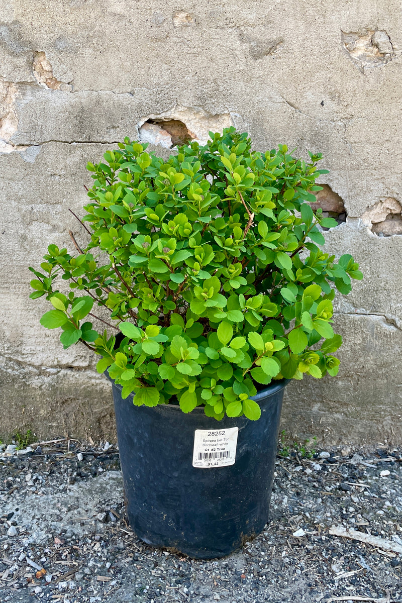 Spireaea 'Tor' in a #2 growers pot with its fresh new spring leaves the end of April. 