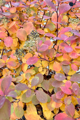 Fall coloration of the Spiraea 'Tor' the end of October with shades of auburn and yellow. 
