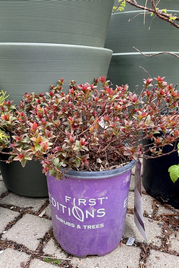 Spiraea 'Superstar' in a #4 pot the beginning of spring pushing new burgundy and green leaves out the end of April. 