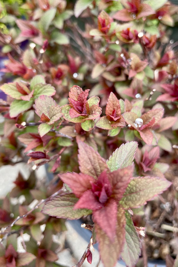 The fresh new green and burgundy leaves of the Spiraea 'Superstar' the end of April just pushing for spring. 