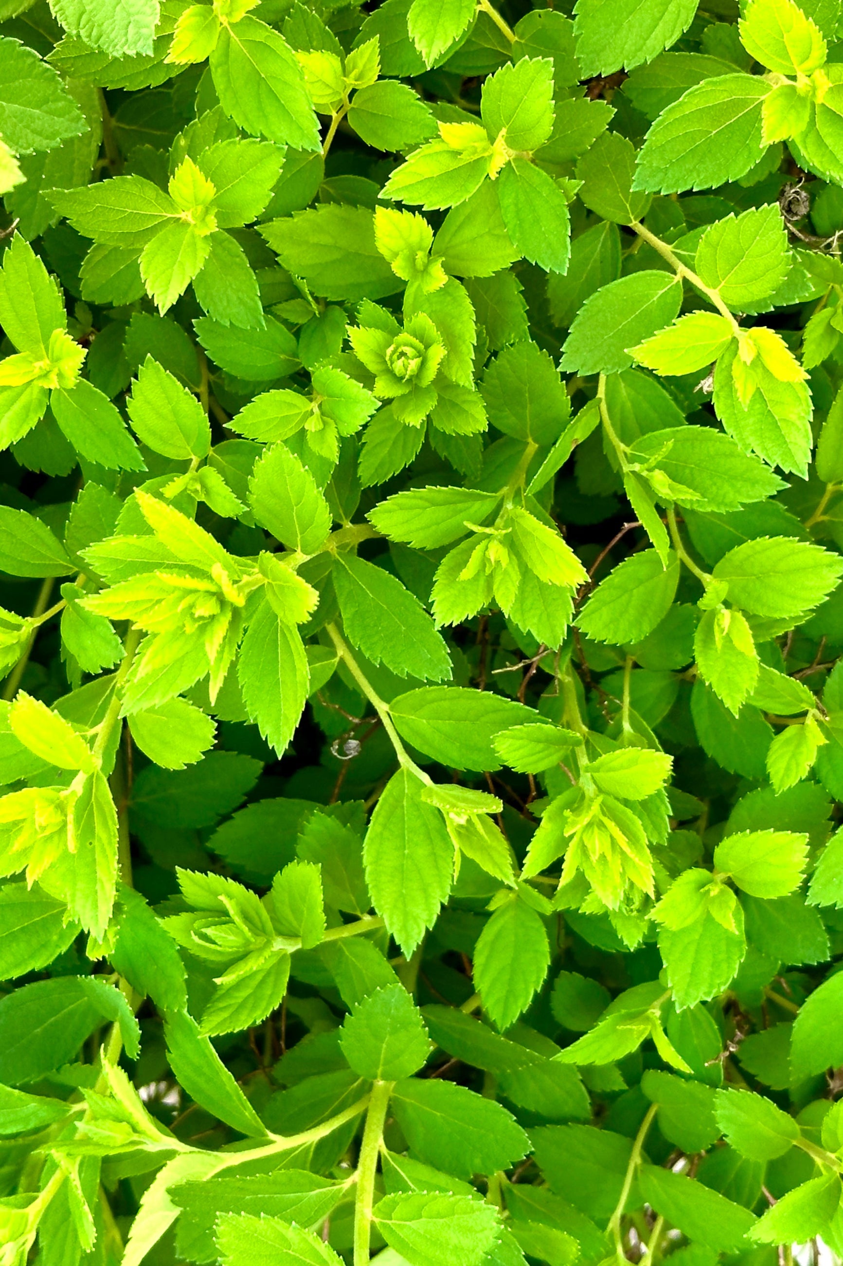 Detail image of the new soft green leaves of the Spiraea 'Little Princess' the end of April. ©Sprout Home