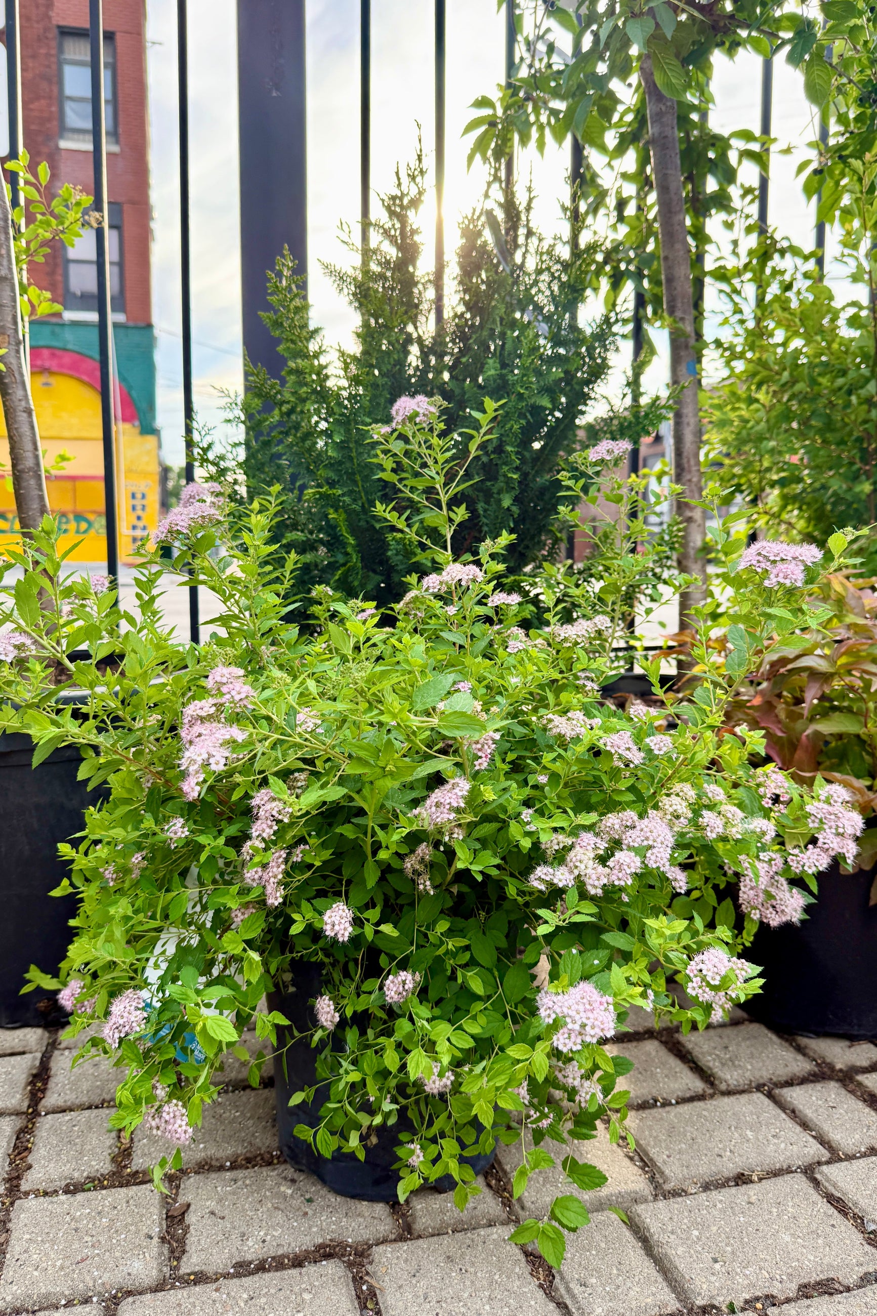Potted Spiraea j. 'Little Princess' in a #2 growers pot with green leaves and small white flowers on a stone pavement the end of May ©Sprout Home