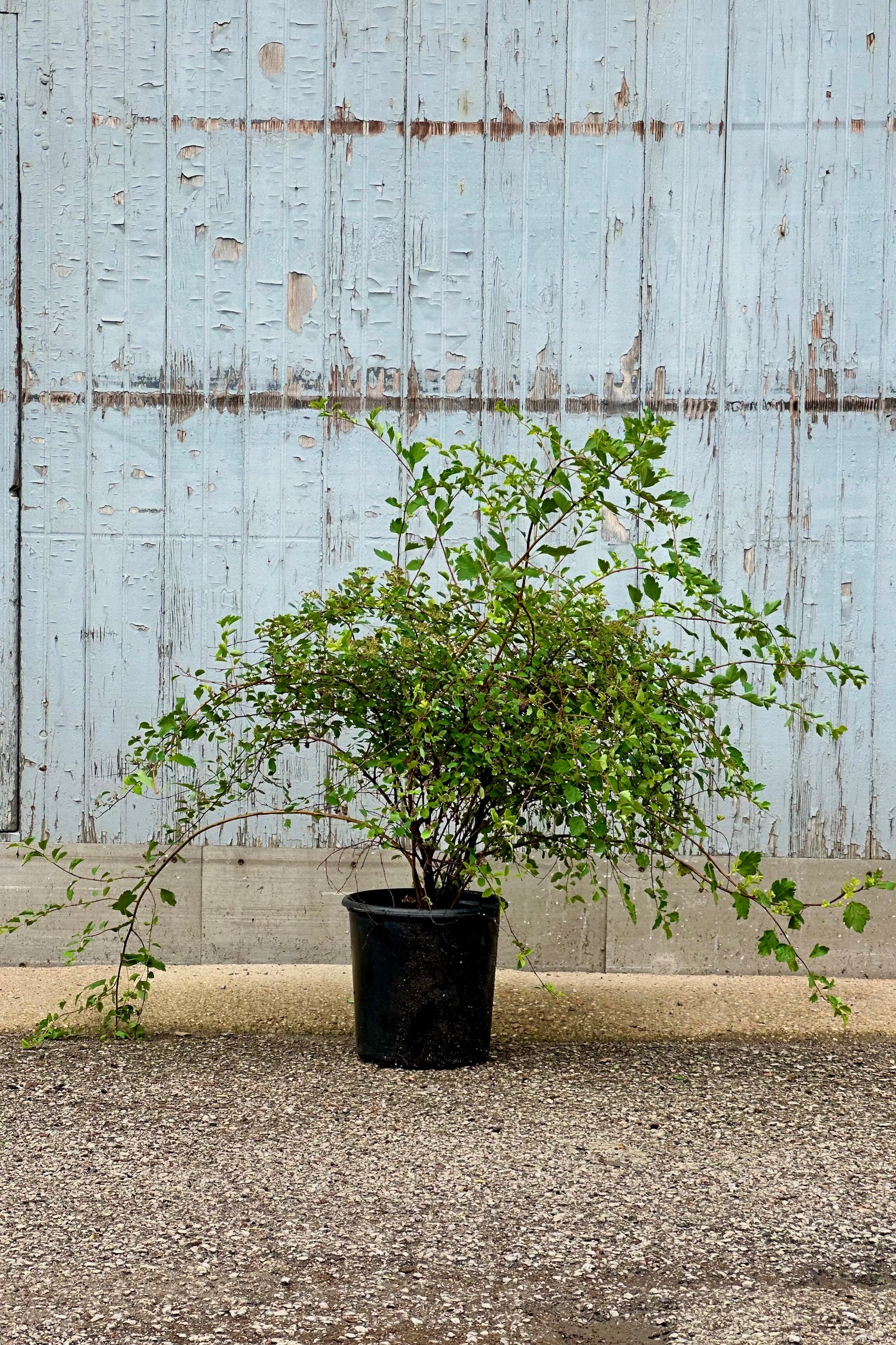 Spiraea 'Renaissance' in a #2 growers pot mid to late June after blooming showing the arching branches. ©Sprout Home