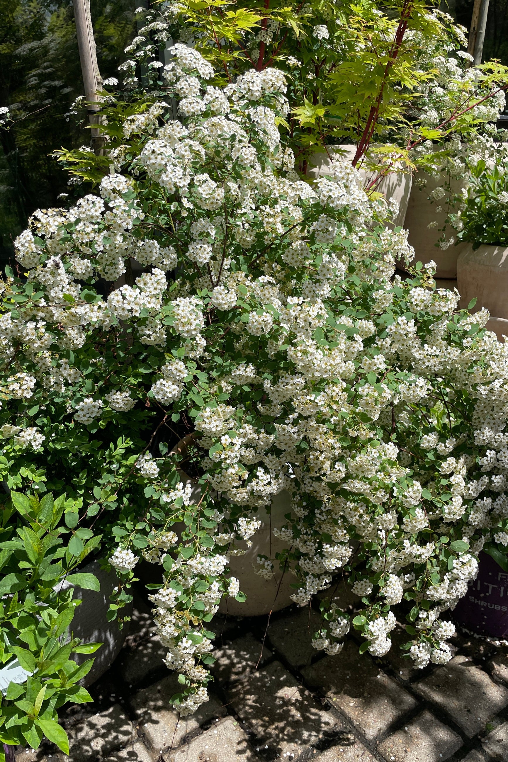Spiraea 'Renaissance' in full bloom the beginning of May at Sprout Home in the yard. ©Sprout Home