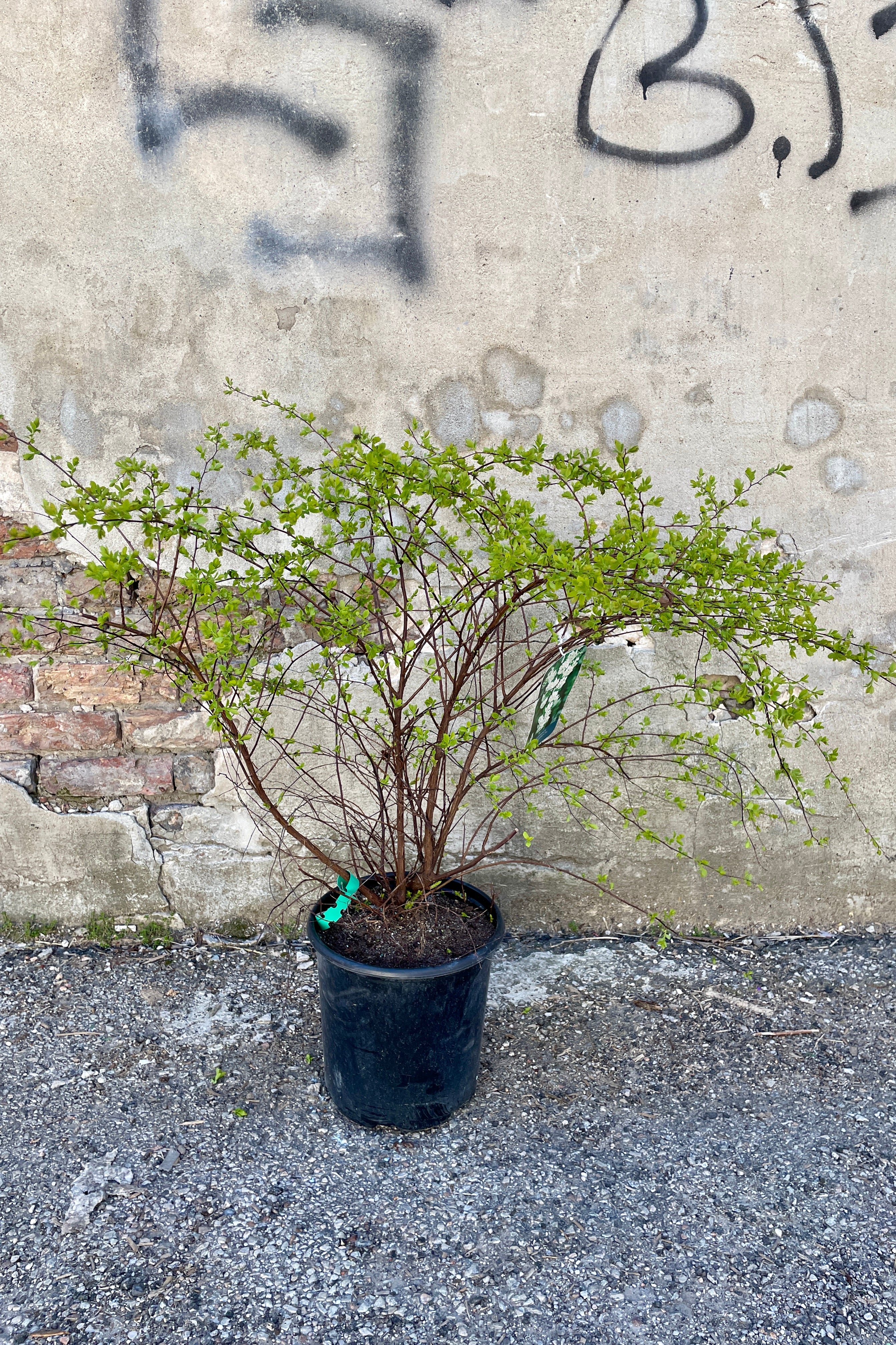 Spiraea 'Renaissance' in a #2 growers pot in the very early spring in March just starting to push leaves. ©Sprout Home