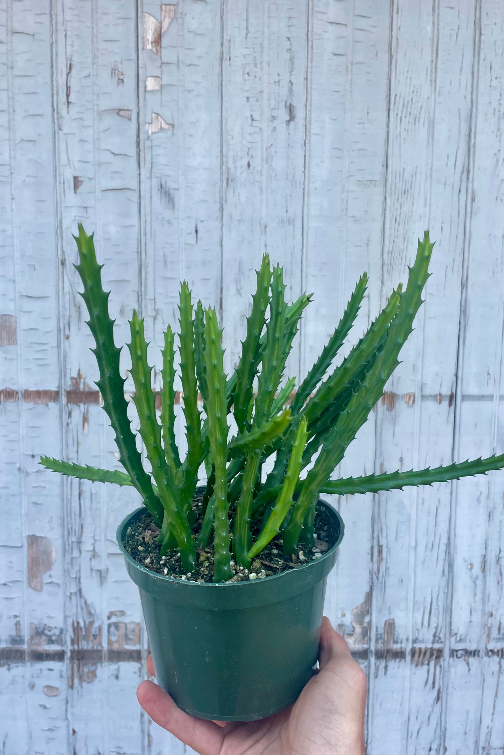 Potted green succulent plant held against a wooden background. Stapelia Carion Flower ©Sprout Home