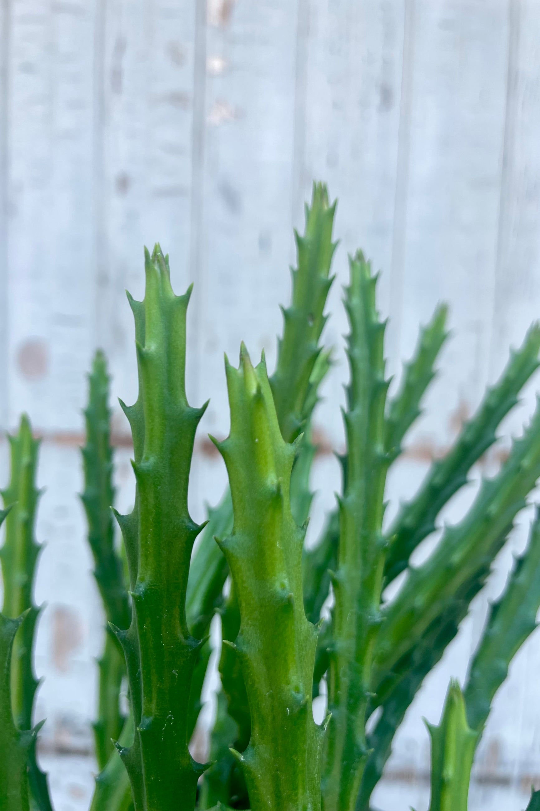 Close-up of green succulent plants against a white wooden background. Stapelia Carion Flower ©Sprout Home