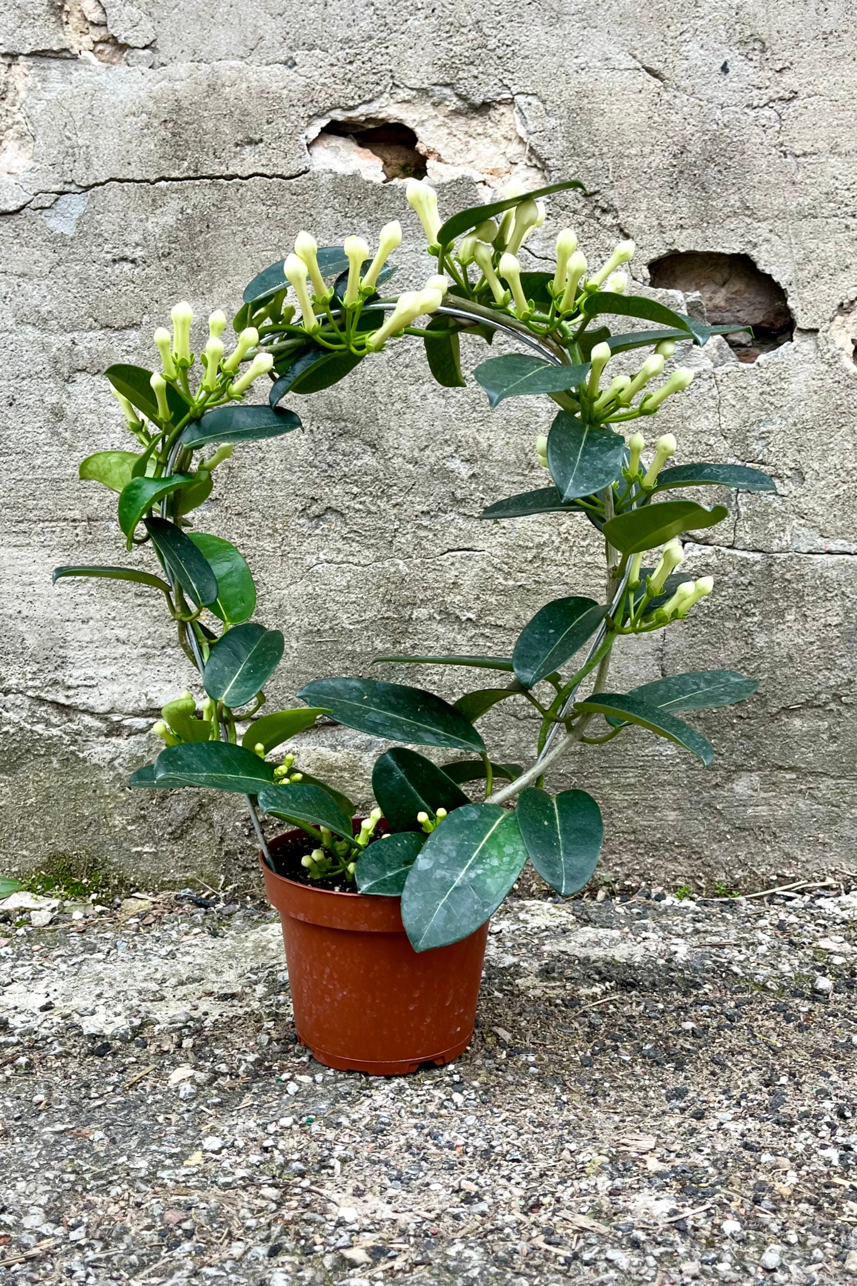 Stephanotis floribunda in a 5" growers pot in bud about to bloom. Trained as a ring form. ©Sprout Home