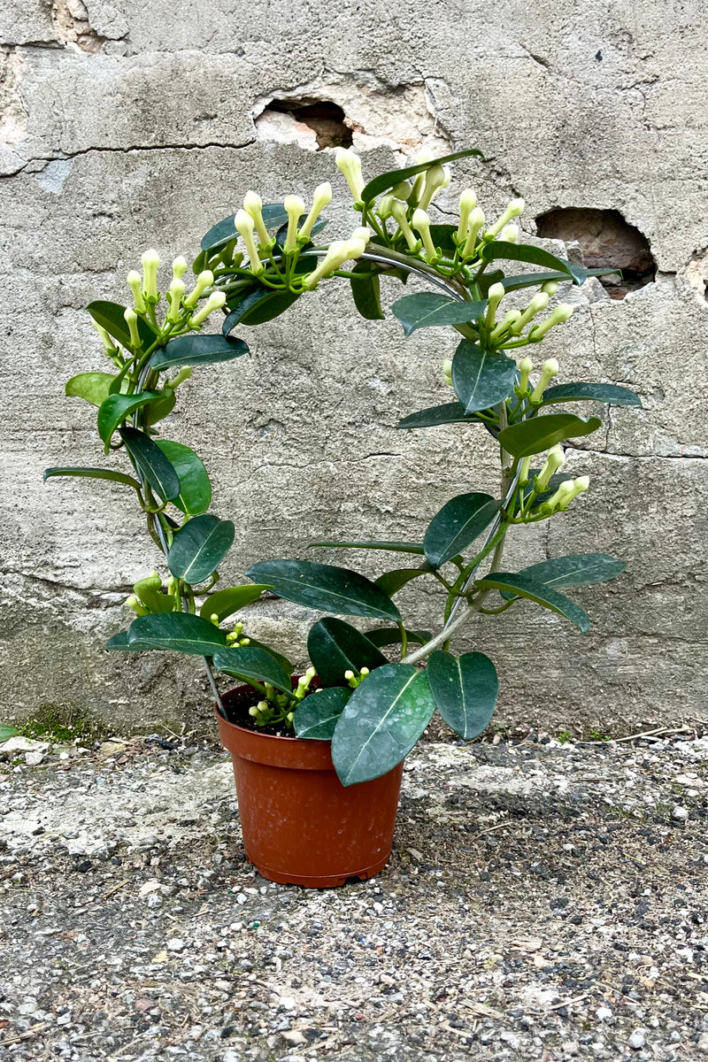 Stephanotis floribunda in a 5" growers pot in bud about to bloom. Trained as a ring form. 