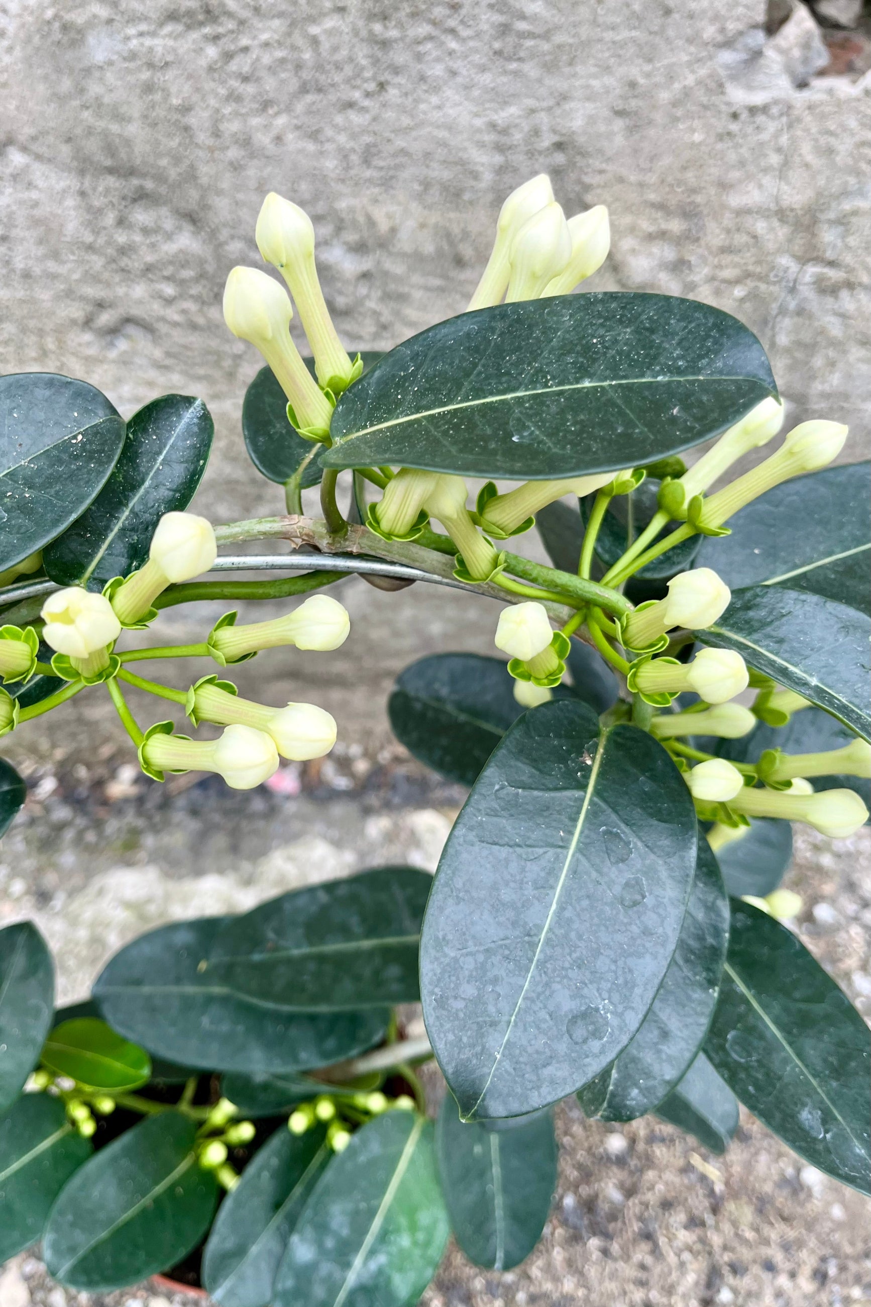 Detail picture of a Stephanotis floribunda plant in bud. ©Sprout Home