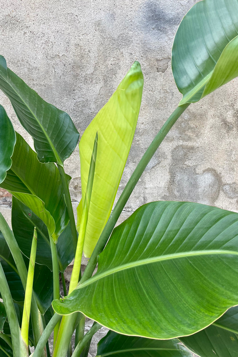 Detail photo of Strelitzia nicolai "White bird of paradise" leaves and stems against cement wall.