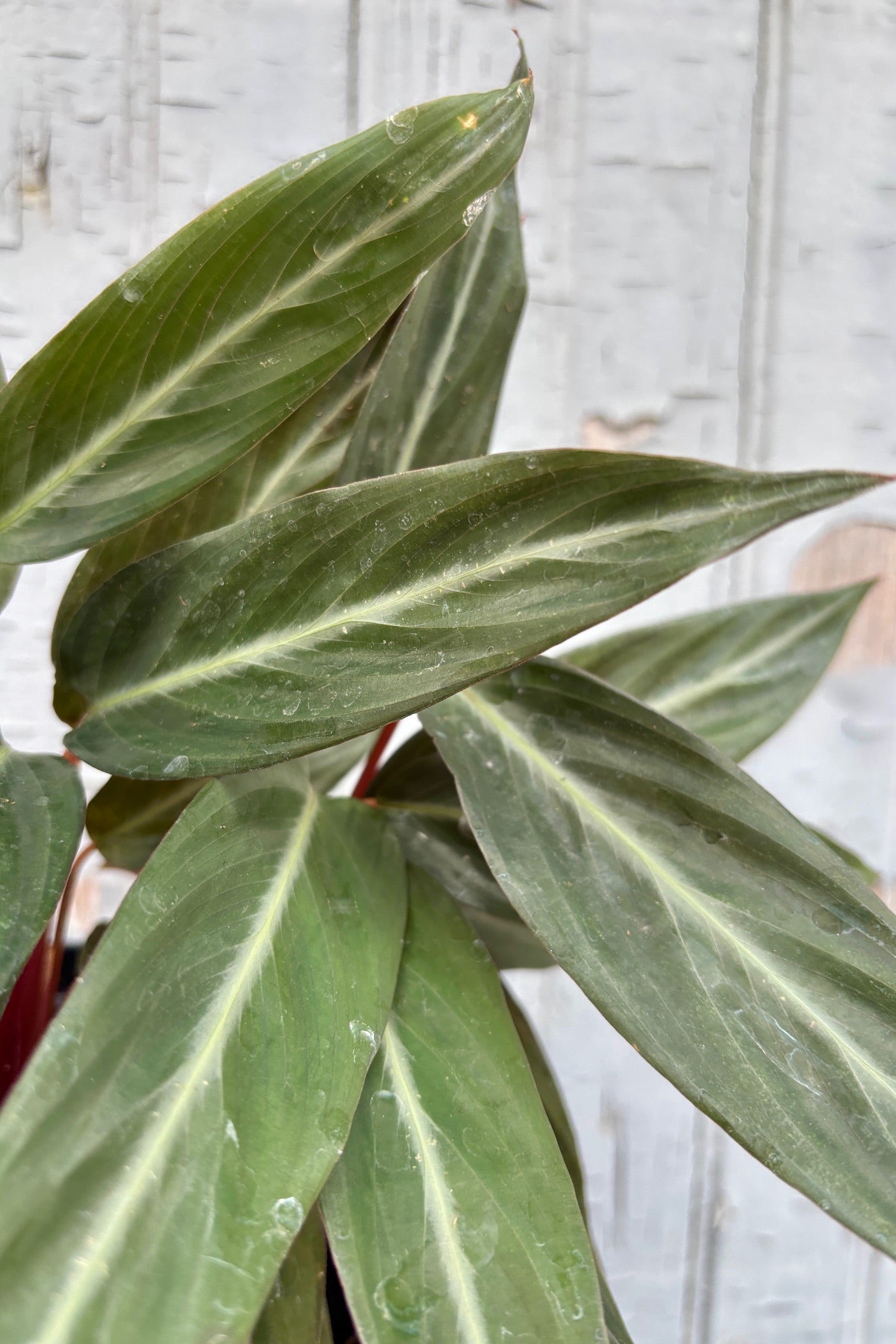 Close up of Stromanthe sanguinea leaves showing dark green color with a white stripe in the center. ©Sprout Home