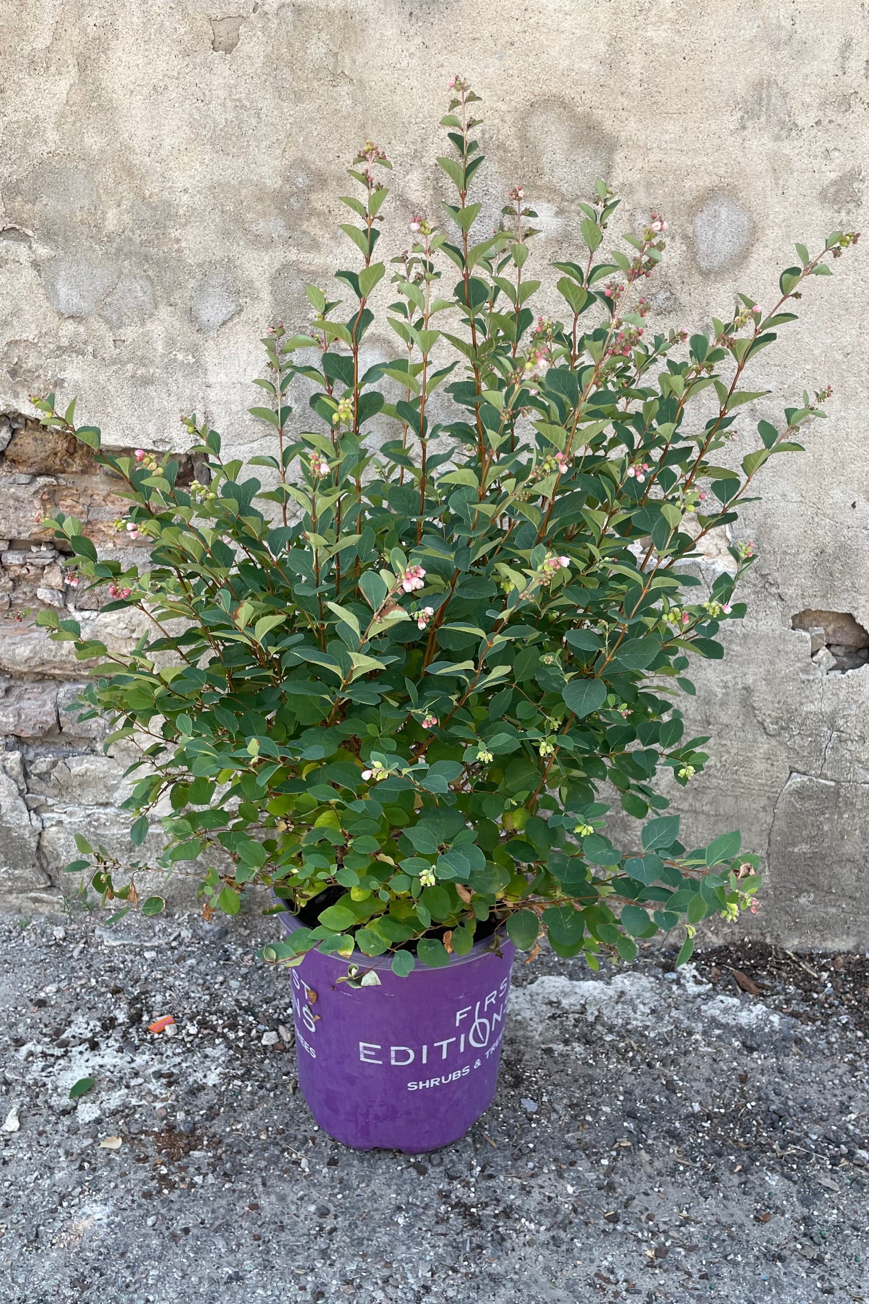 Symphoicarus 'Galaxy' in a #2 growers pot the middle/end of June in bud stage just starting to bloom. ©Sprout Home