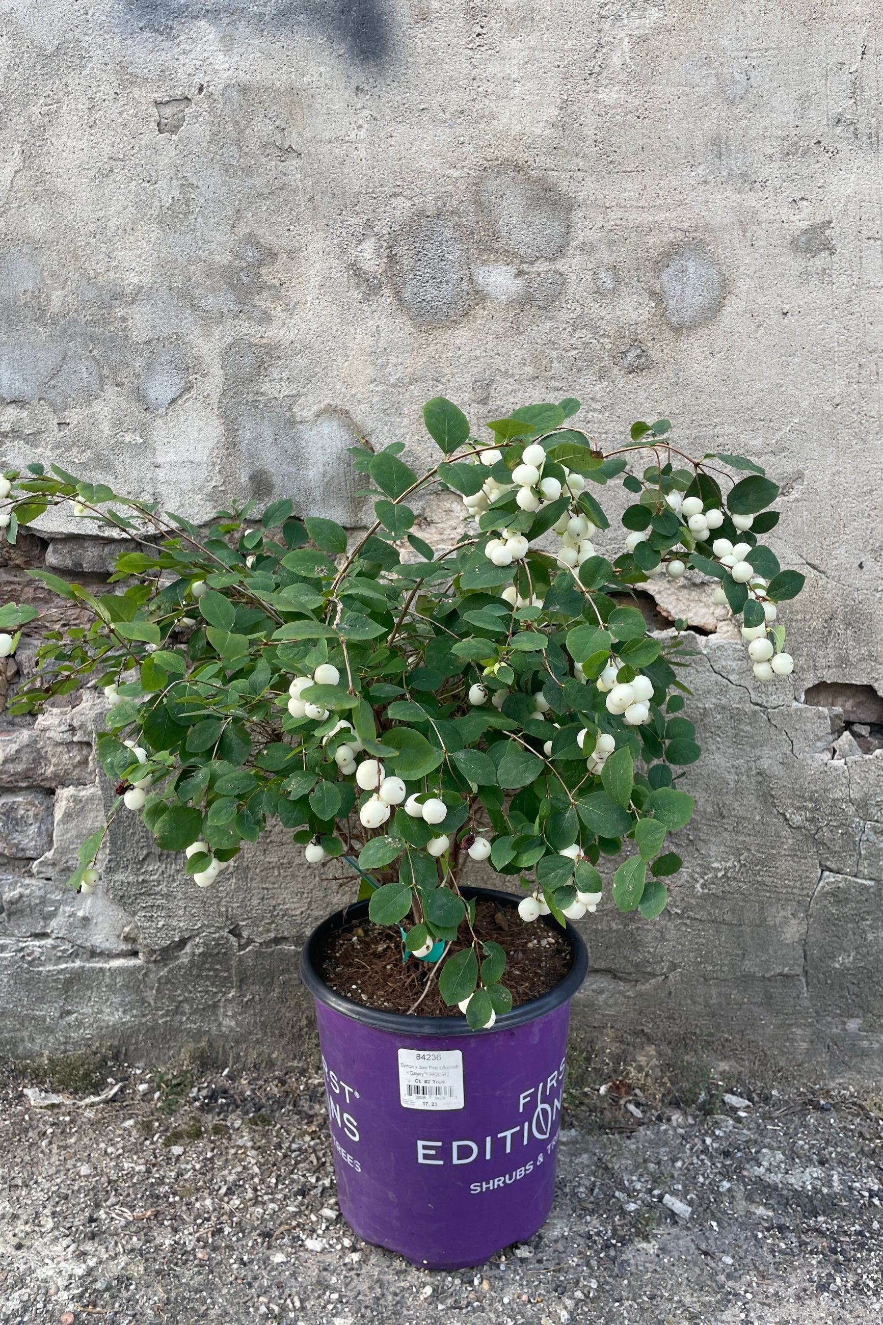 Symphoricarus d 'Galaxy' in a #2 growers pot the beginning of September with its white berries ©Sprout Home