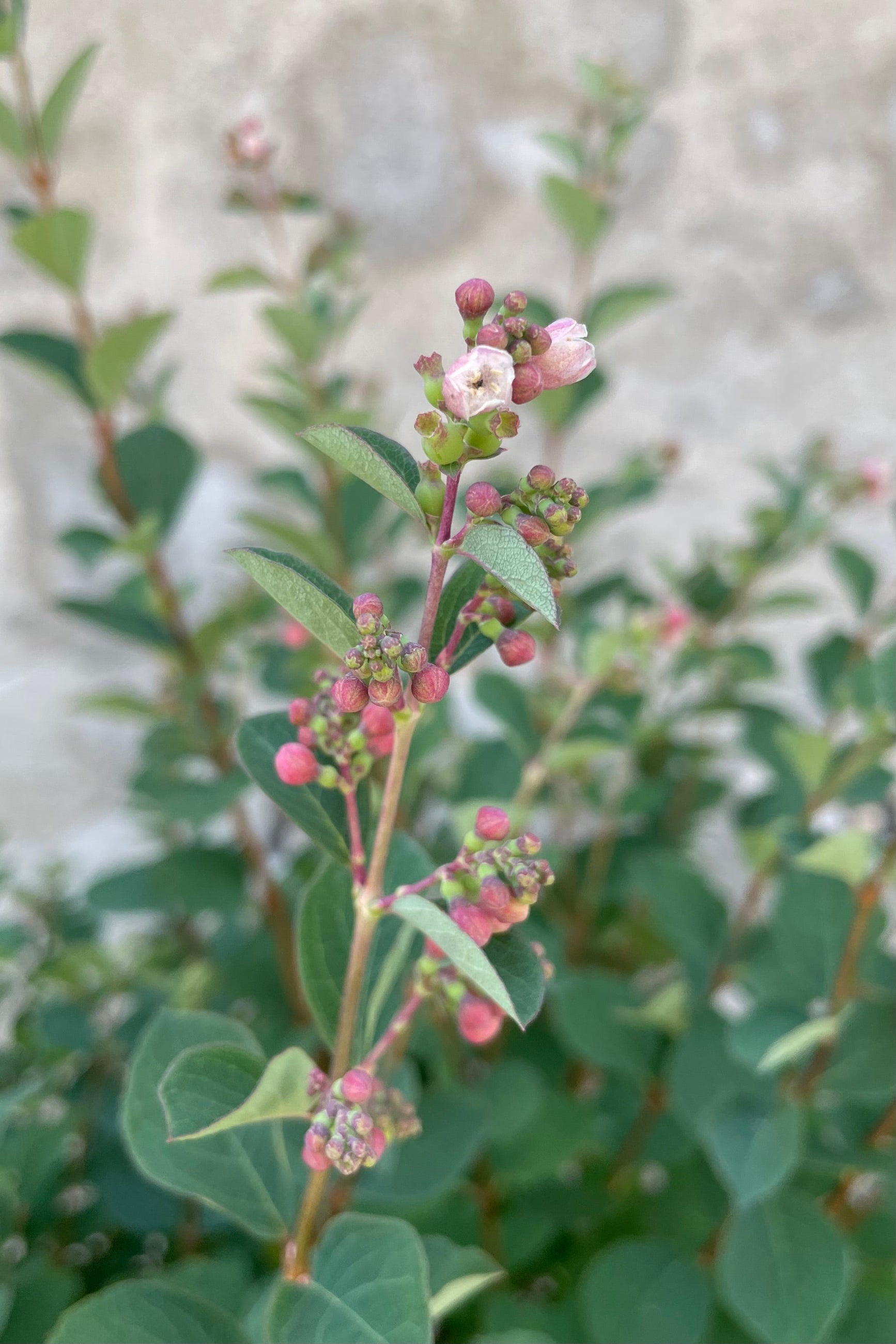 The bud and bloom of the Symphoricarus 'Galaxy' bush the middle / end of June. ©Sprout Home